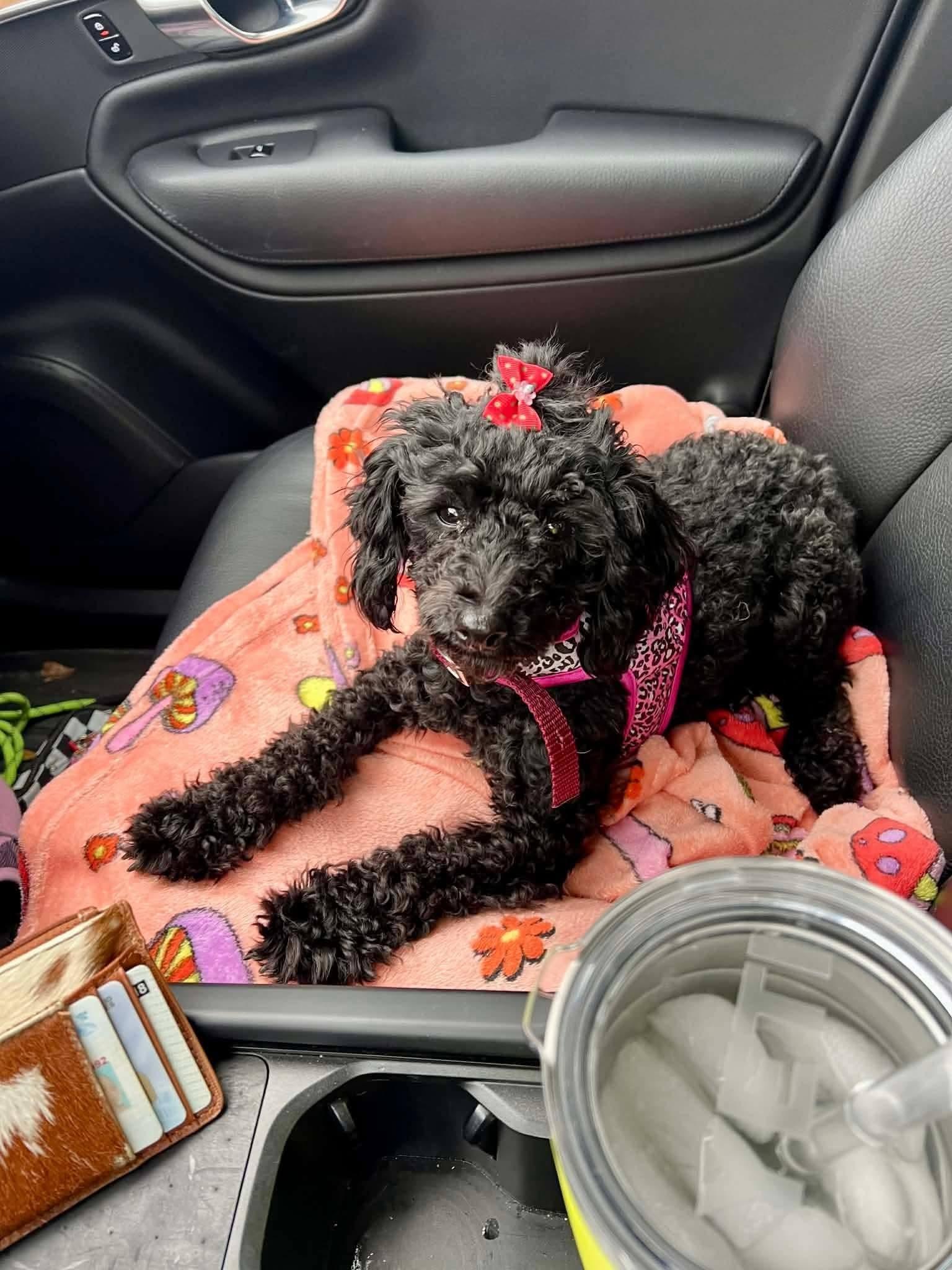 Enlarge Precious, a ADOPTABLE Miniature Poodle in Antioch, TN image 1/2