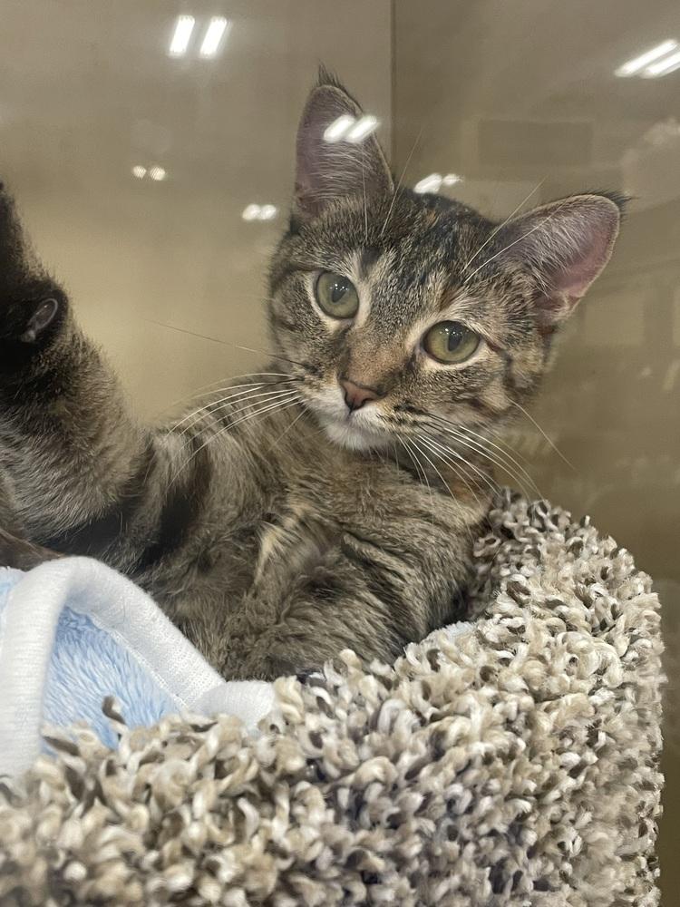 Enlarge Sweet Cheeks, a Adoptable Domestic Short Hair in Metamora, IL image 1/1