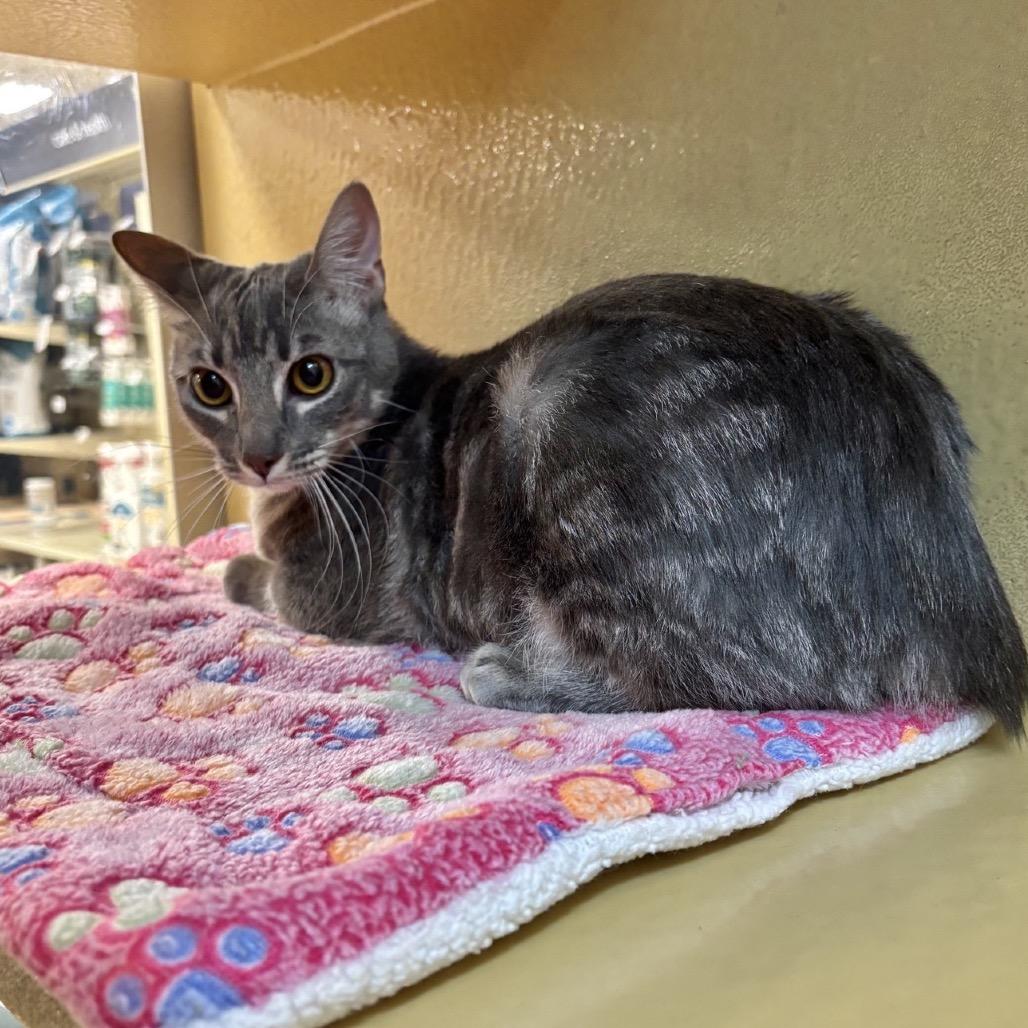 Enlarge Holly, a Adoptable Domestic Short Hair in Houston, TX image 2/4