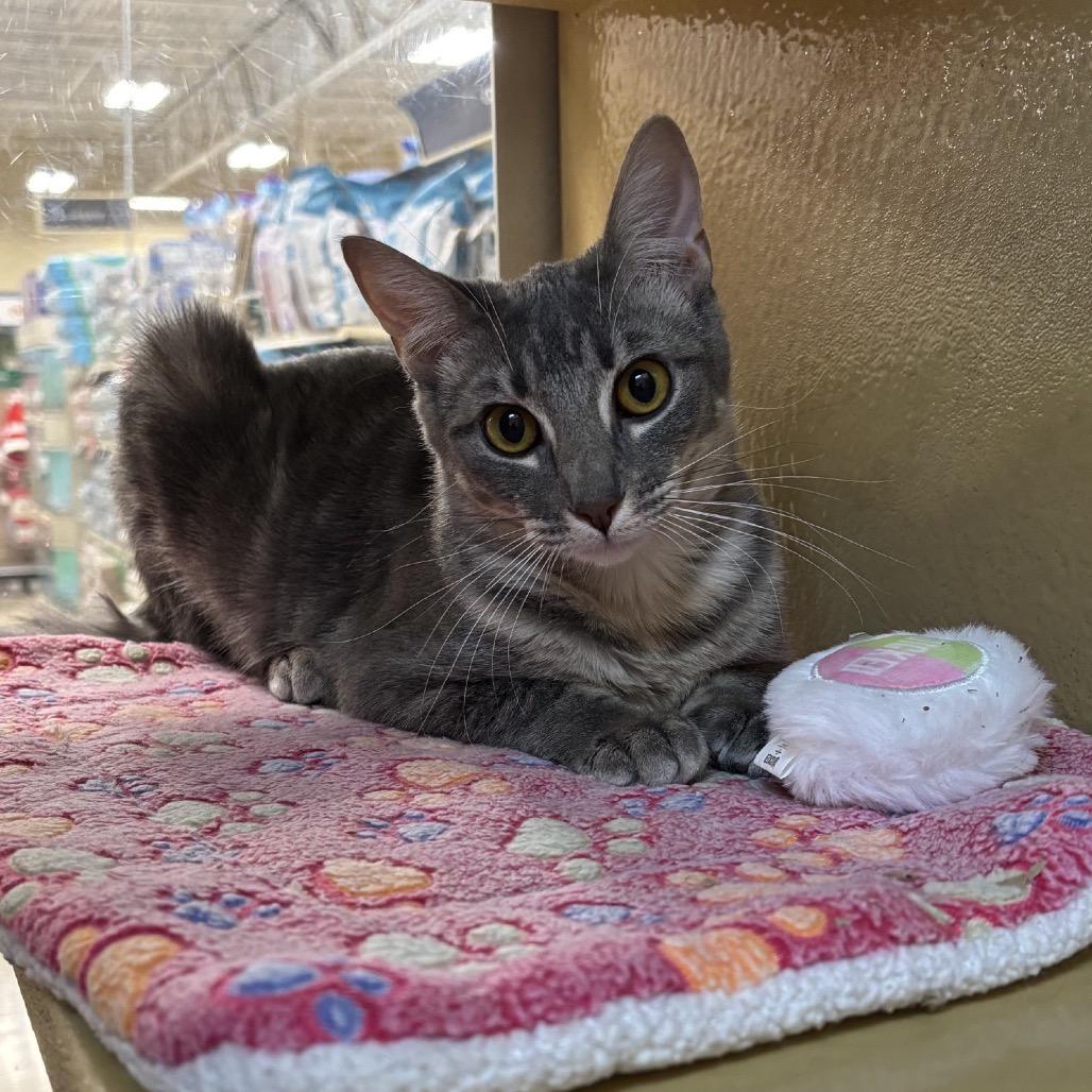 Enlarge Holly, a Adoptable Domestic Short Hair in Houston, TX image 3/4