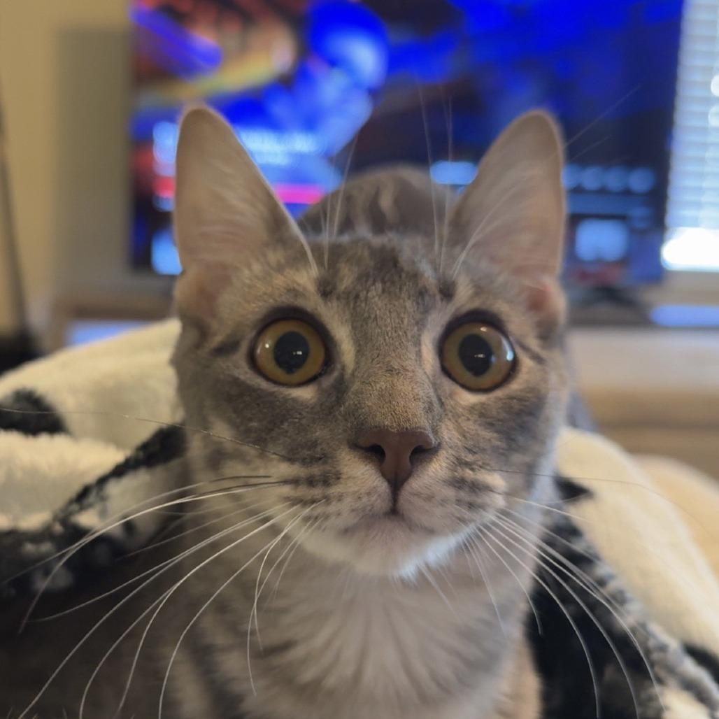 Enlarge Holly, a Adoptable Domestic Short Hair in Houston, TX image 4/4