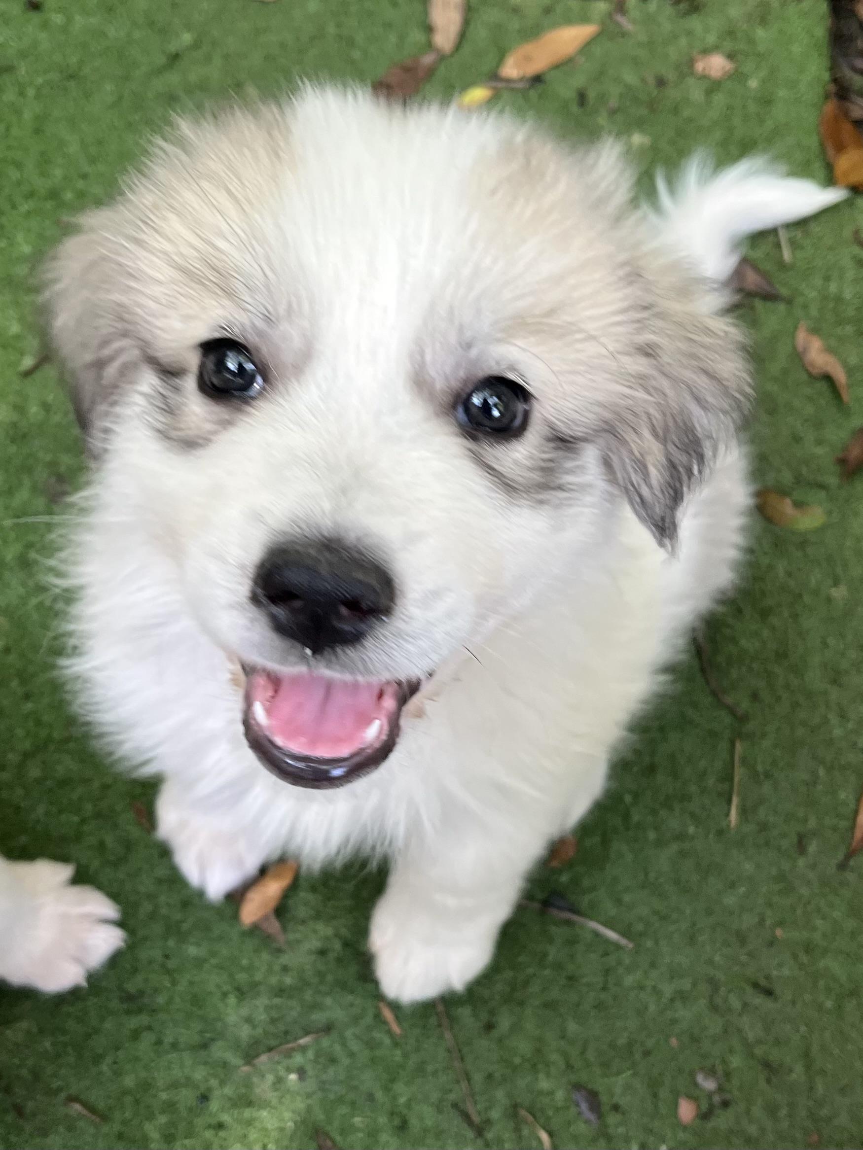 Enlarge Malibu, a Adoptable Great Pyrenees in Barnwell , SC image 5/6