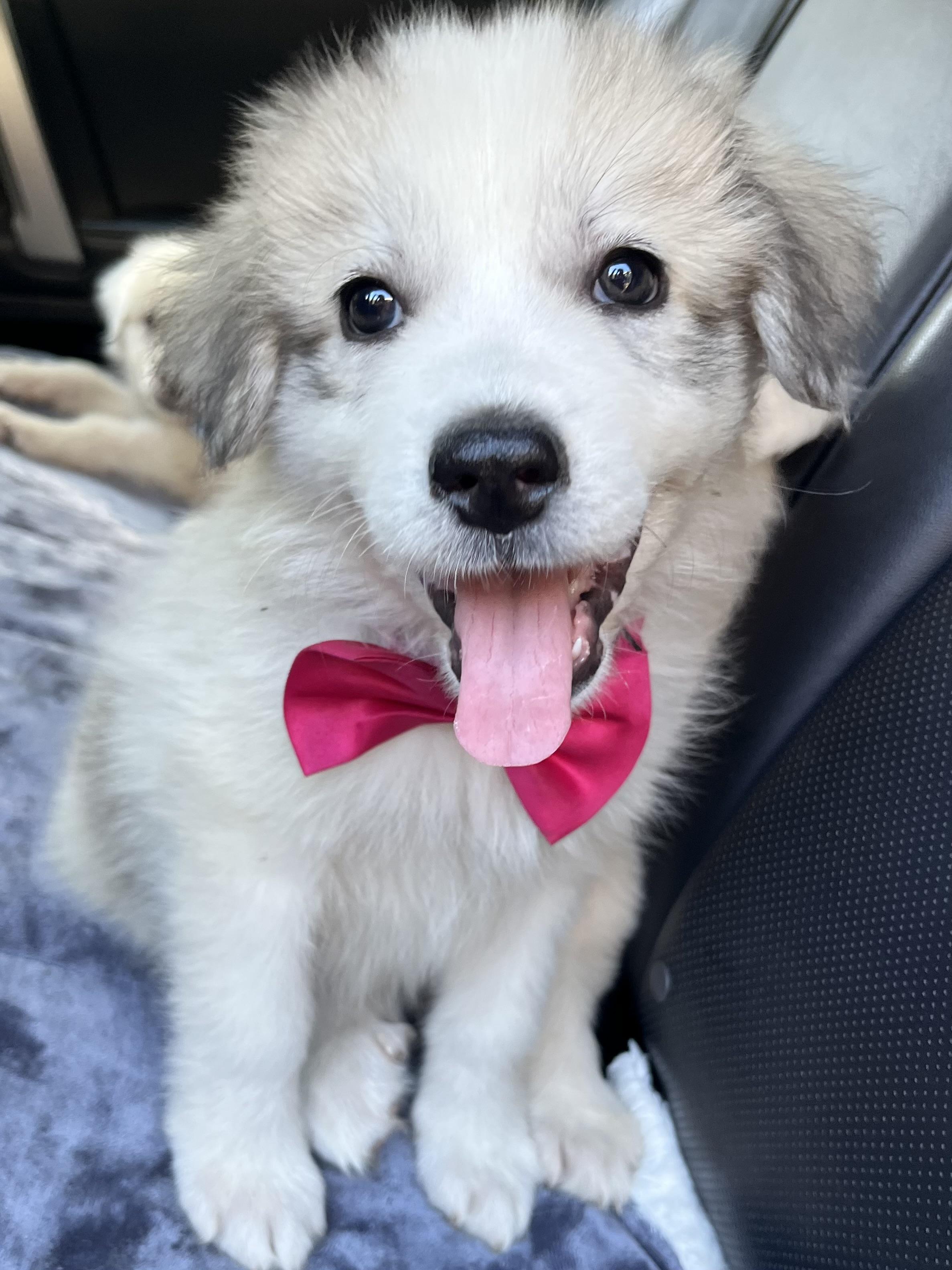 Malibu, Adoptable, Puppy Female Great Pyrenees.