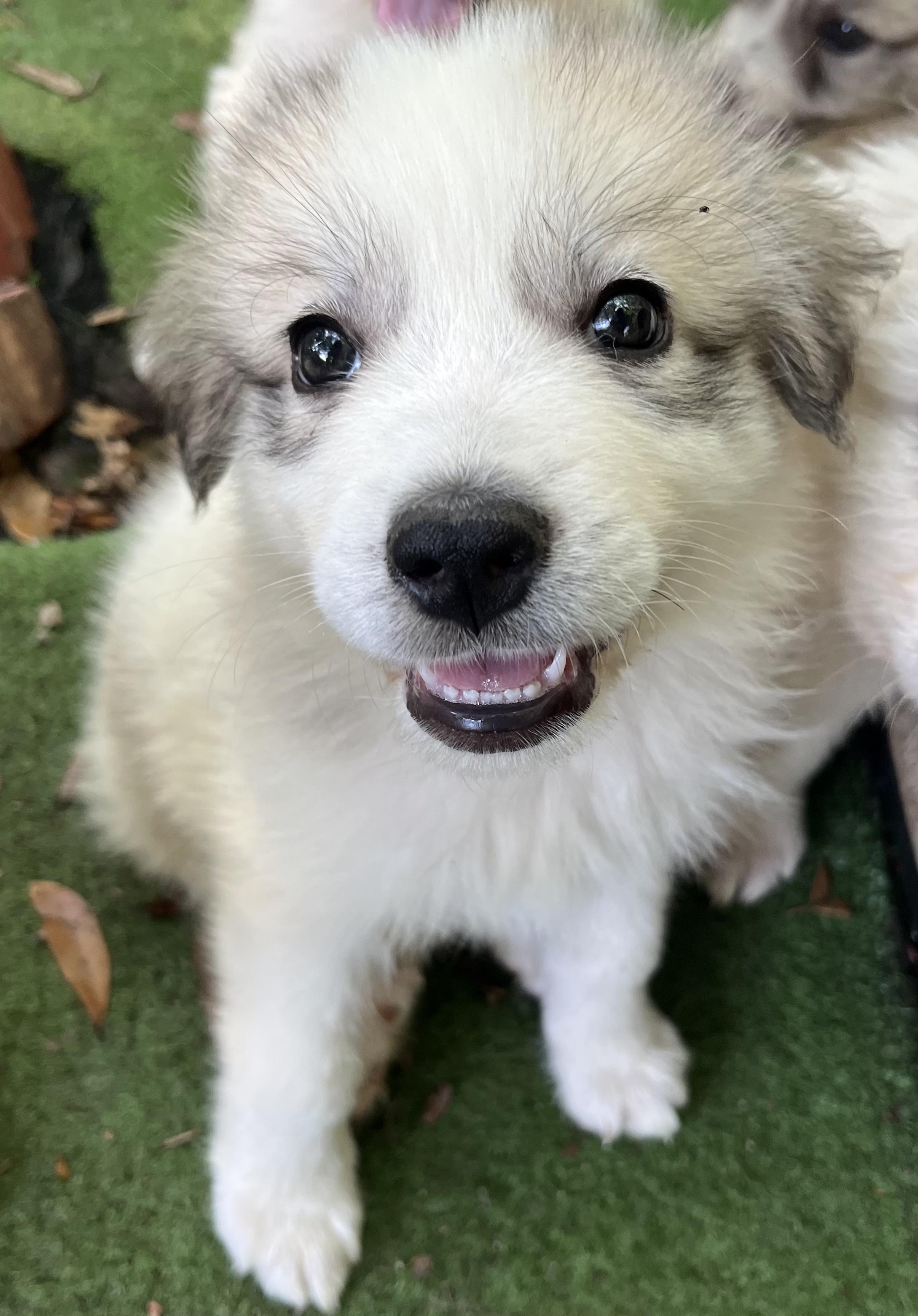 Enlarge Malibu, a Adoptable Great Pyrenees in Barnwell , SC image 3/6