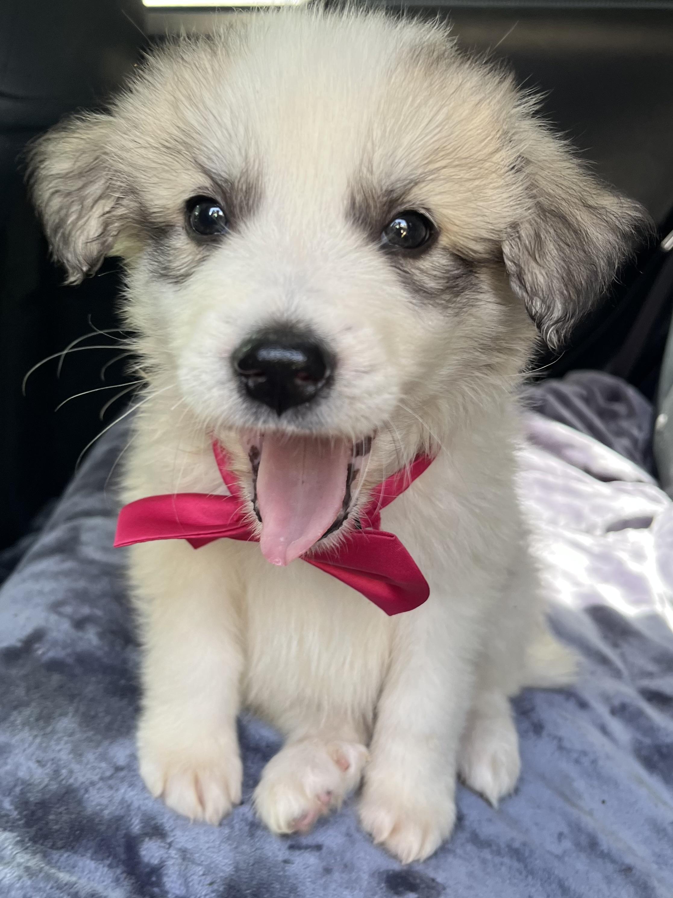 Enlarge Malibu, a Adoptable Great Pyrenees in Barnwell , SC image 4/6