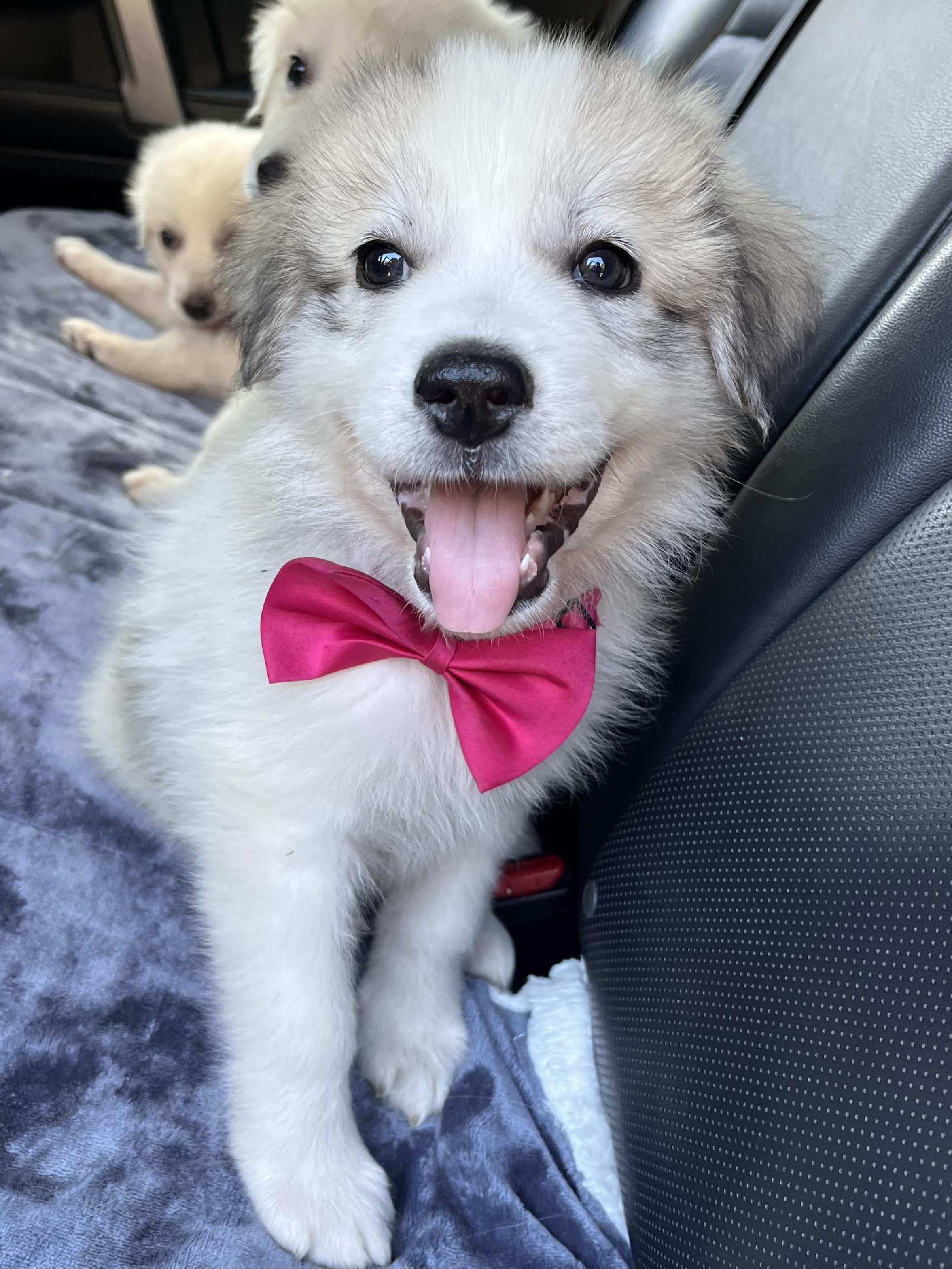 Enlarge Malibu, a Adoptable Great Pyrenees in Barnwell , SC image 6/6