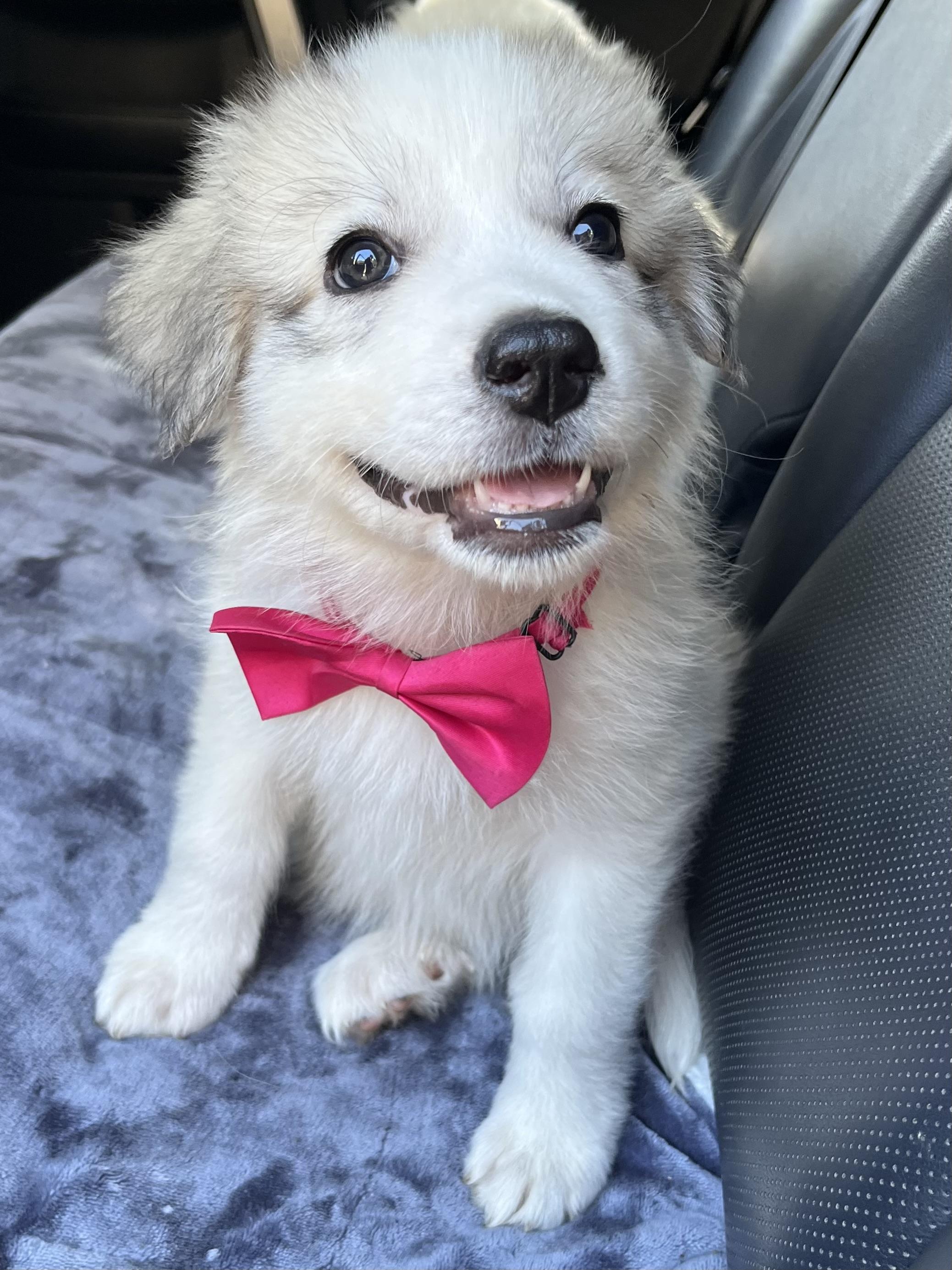 Enlarge Malibu, a Adoptable Great Pyrenees in Barnwell , SC image 2/6