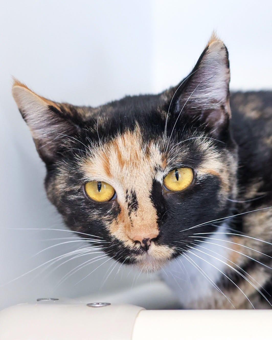 CLEOCATRA (0599), adopted, Young Female Domestic Short Hair.