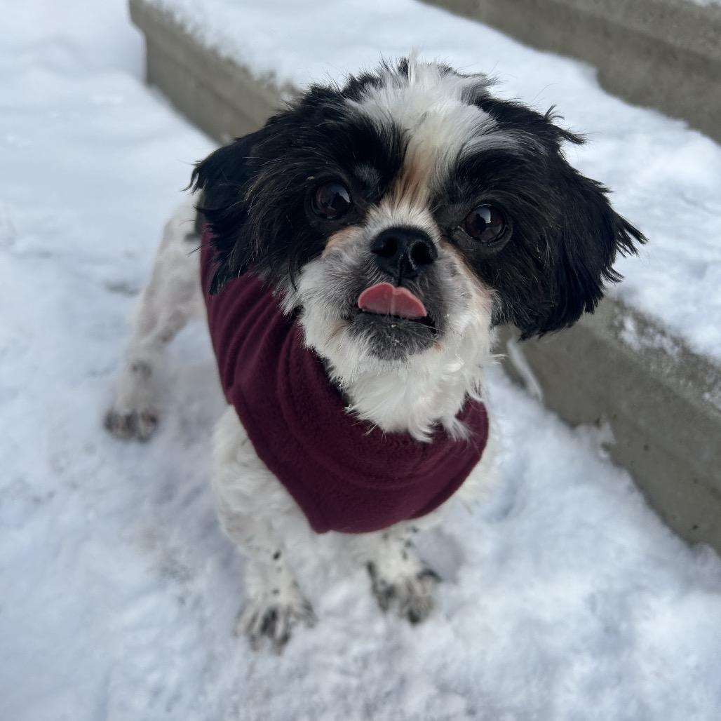 Jasmine, Adoptable, Adult Female Shih Tzu.