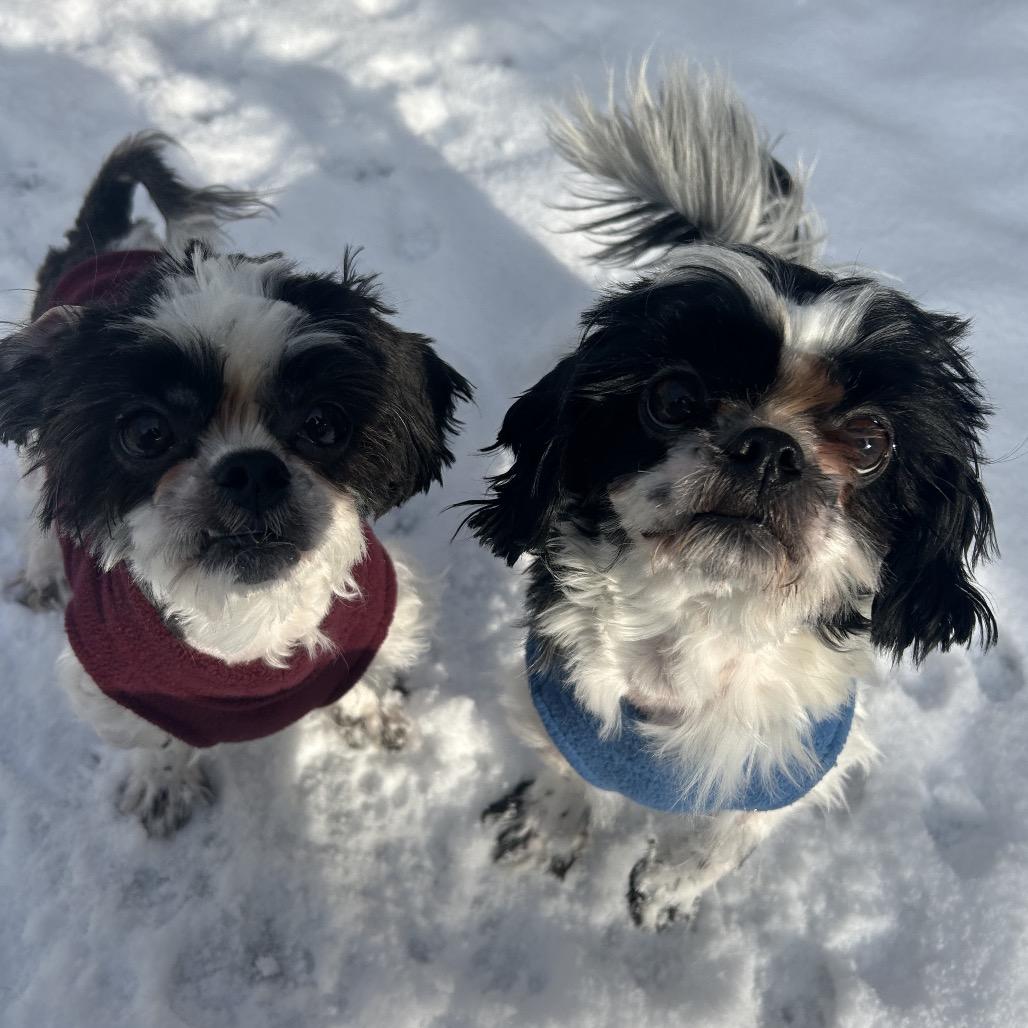 Jasmine, a Adoptable Shih Tzu in Bedford, NH image 2/6