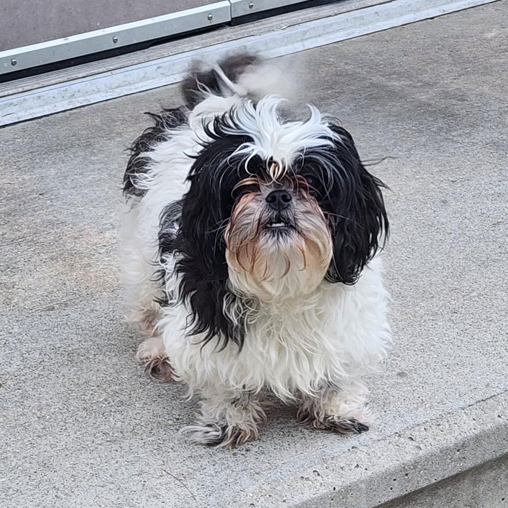 Jasmine, a Adoptable Shih Tzu in Bedford, NH image 4/6