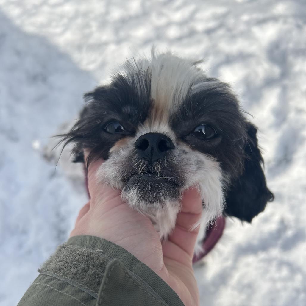 Jasmine, a Adoptable Shih Tzu in Bedford, NH image 5/6