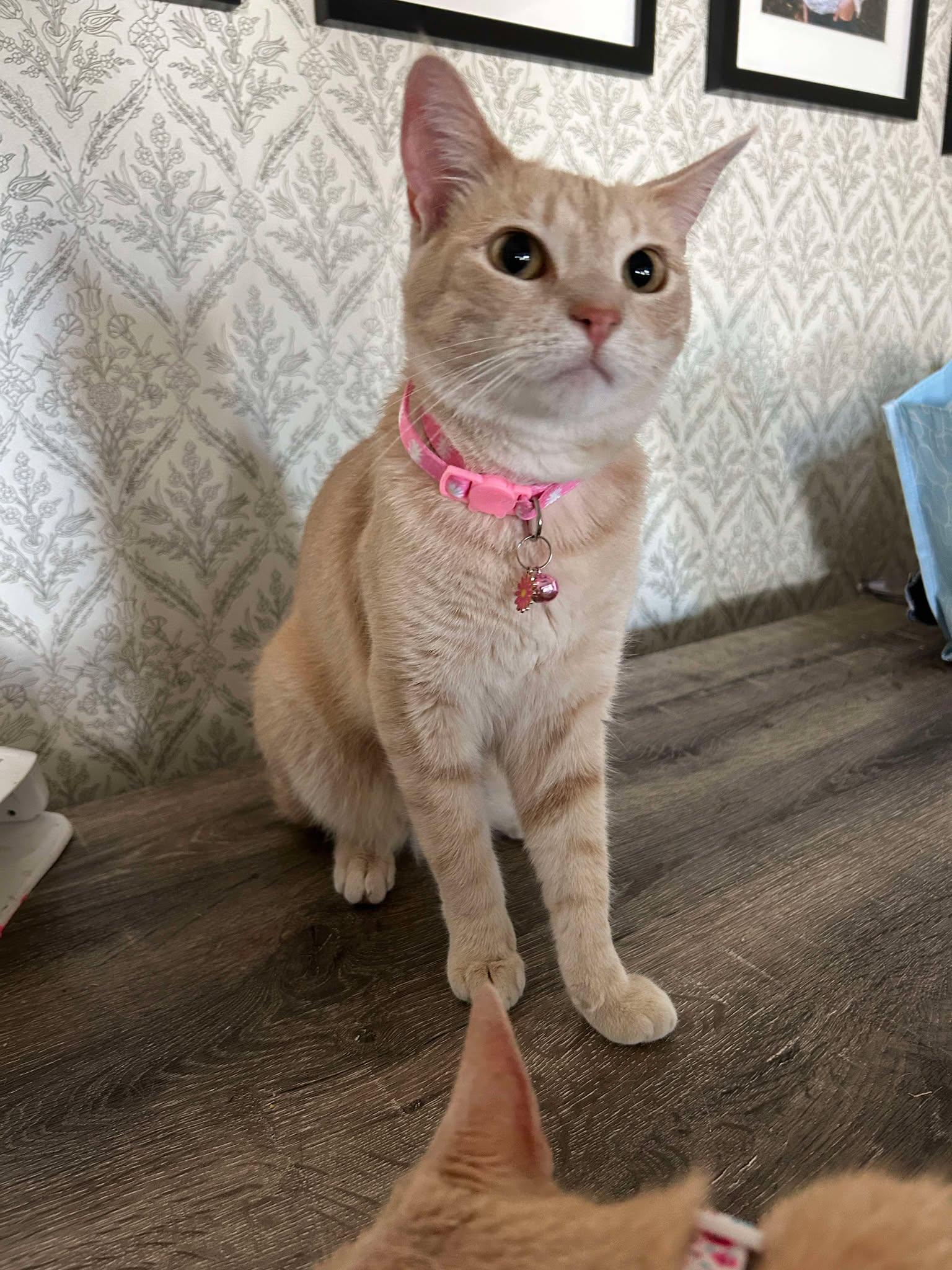 Pop, Adoptable, Adult Female Domestic Short Hair.