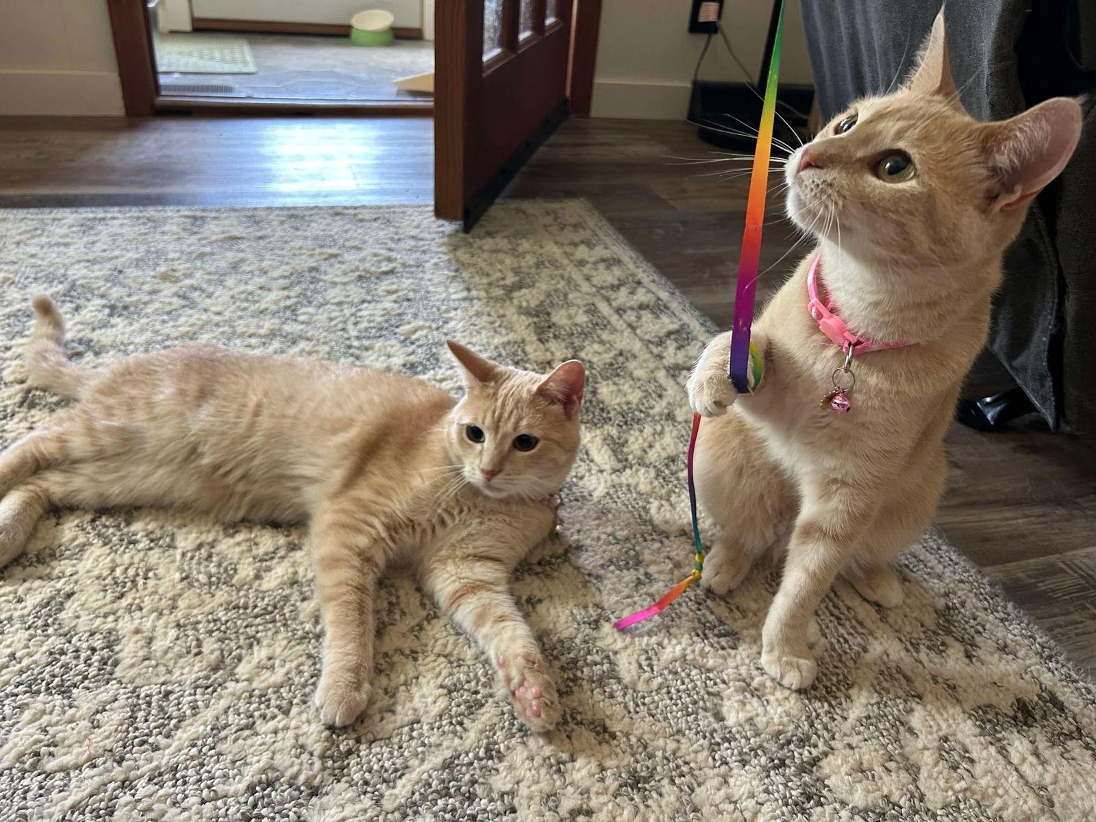 Pop, Adoptable, Adult Female Domestic Short Hair.