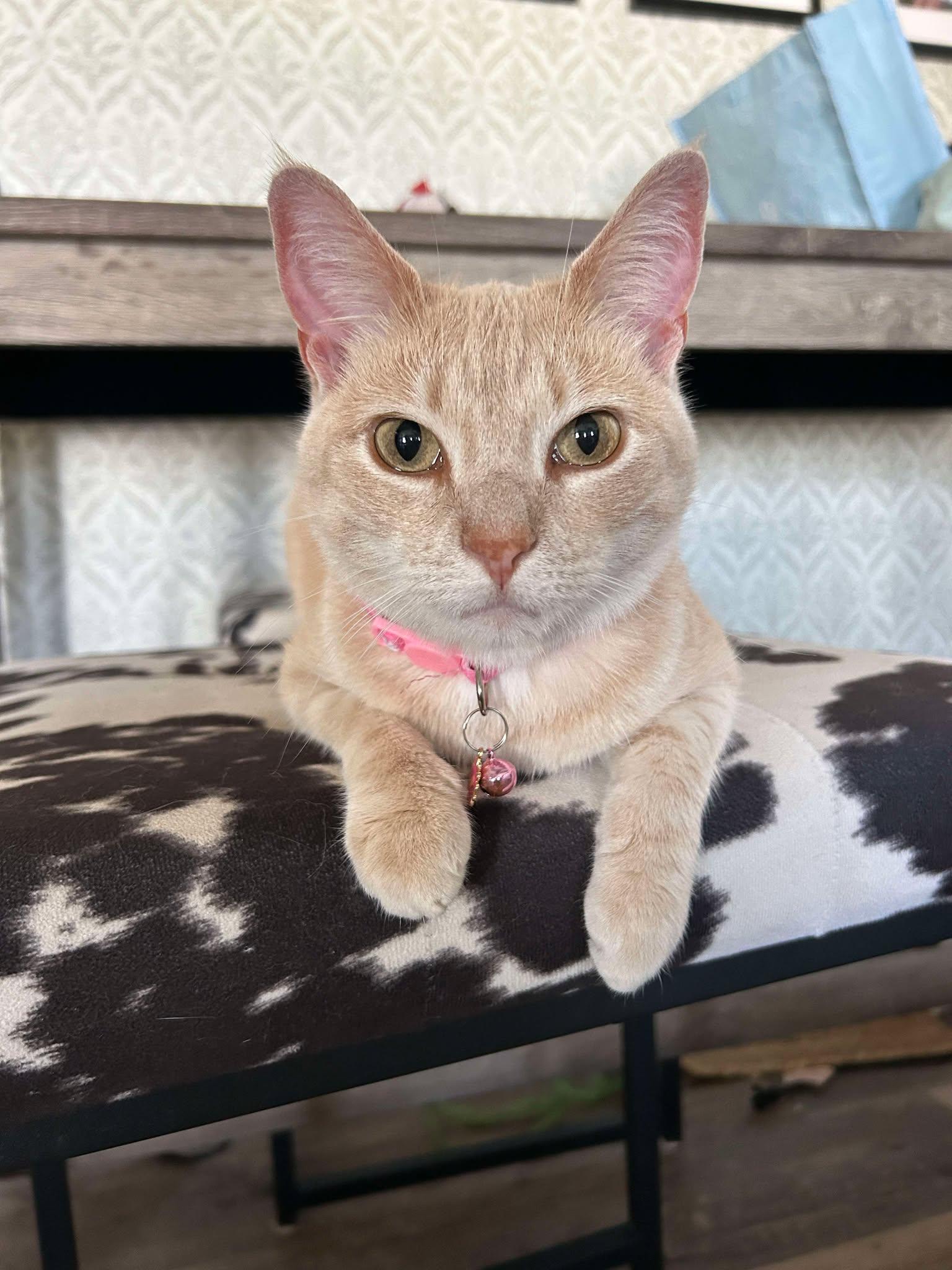 Pop, a Adoptable Domestic Short Hair image 3/3