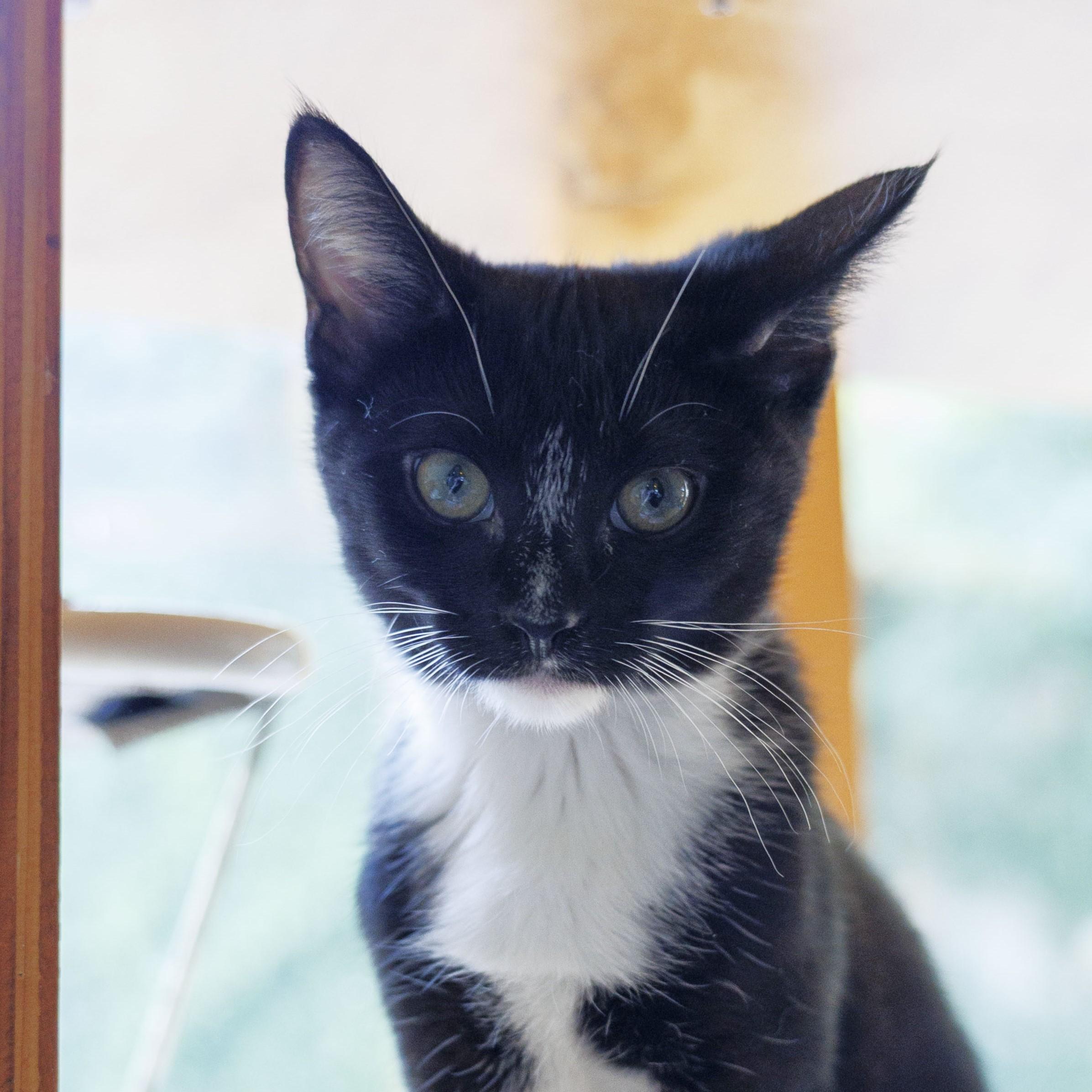Barbra Ann, a Adoptable Tuxedo in Mount Rainier, MD image 3/4