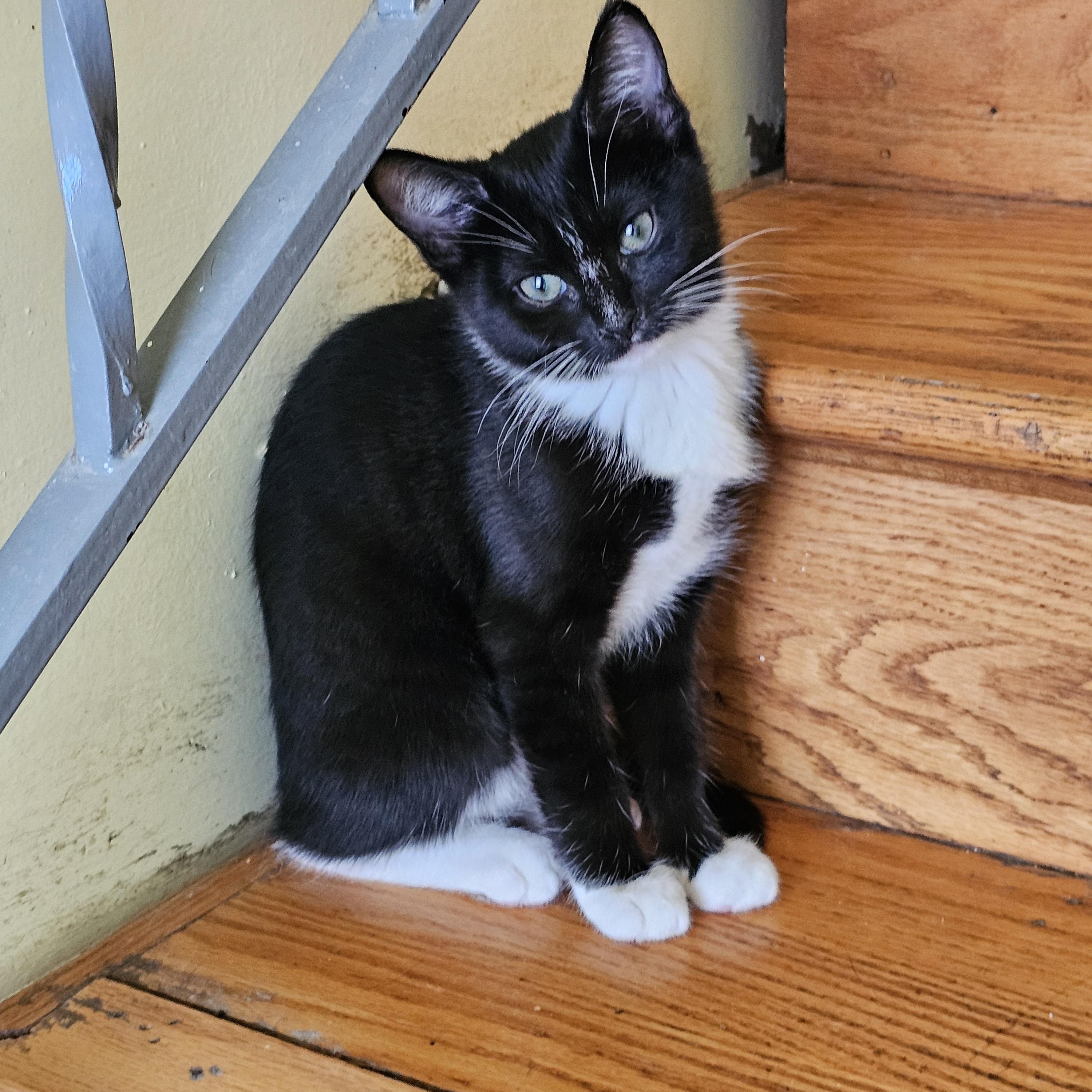 Barbra Ann, Adoptable, Kitten Female Tuxedo.