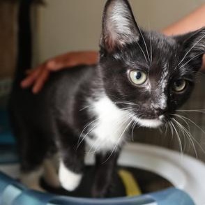 Barbra Ann, a Adoptable Tuxedo in Mount Rainier, MD image 3/4