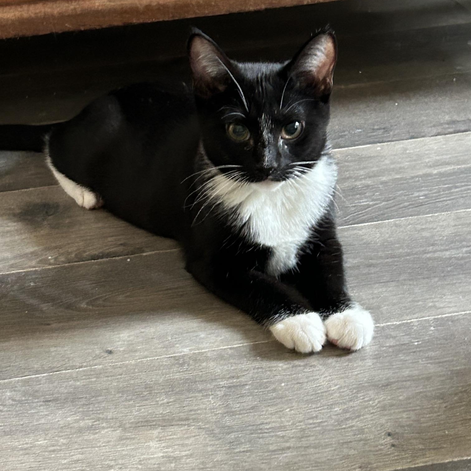 Barbra Ann, a Adoptable Tuxedo in Mount Rainier, MD image 2/4