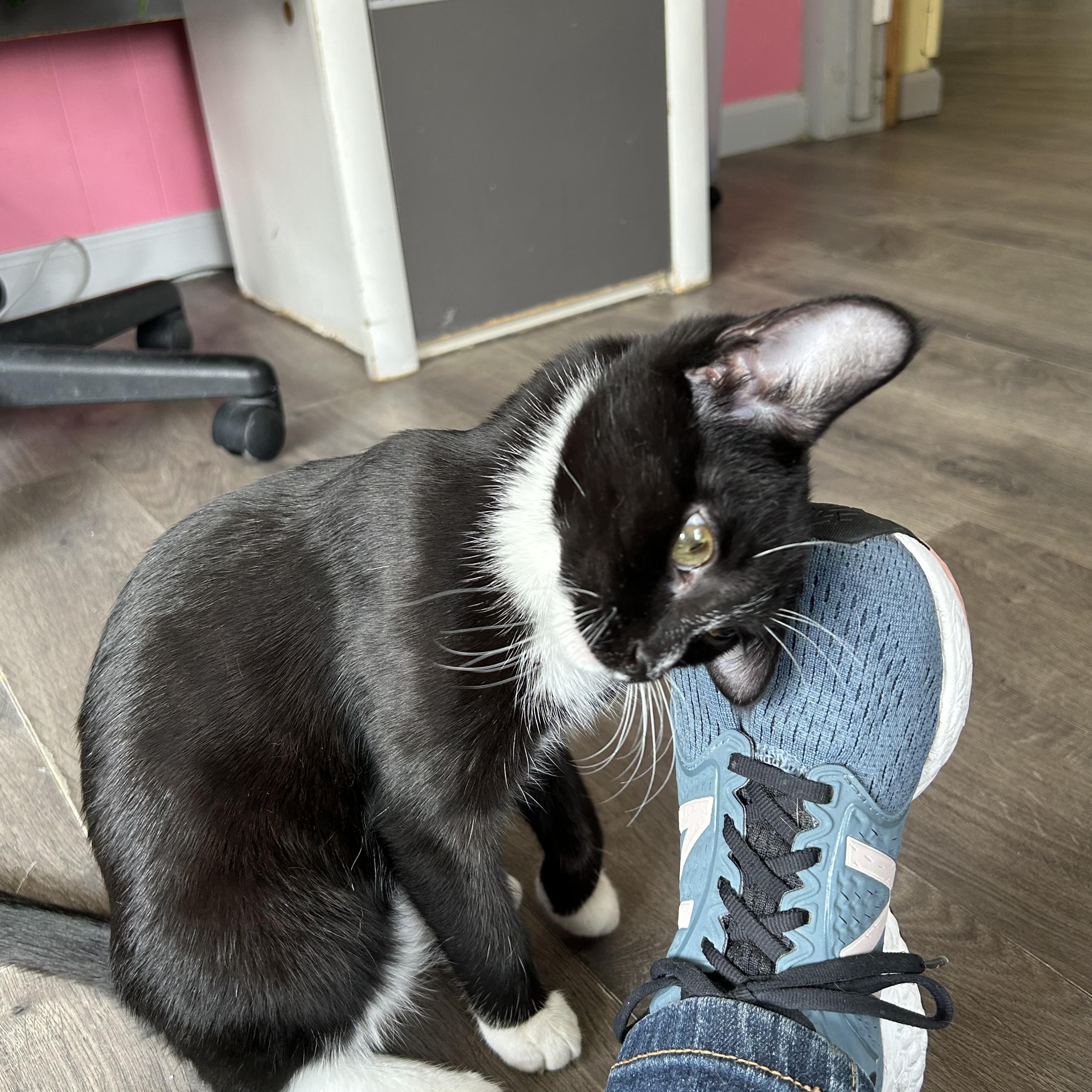 Enlarge Barbra Ann, an adoptable Tuxedo in Mount Rainier, MD image 4/6