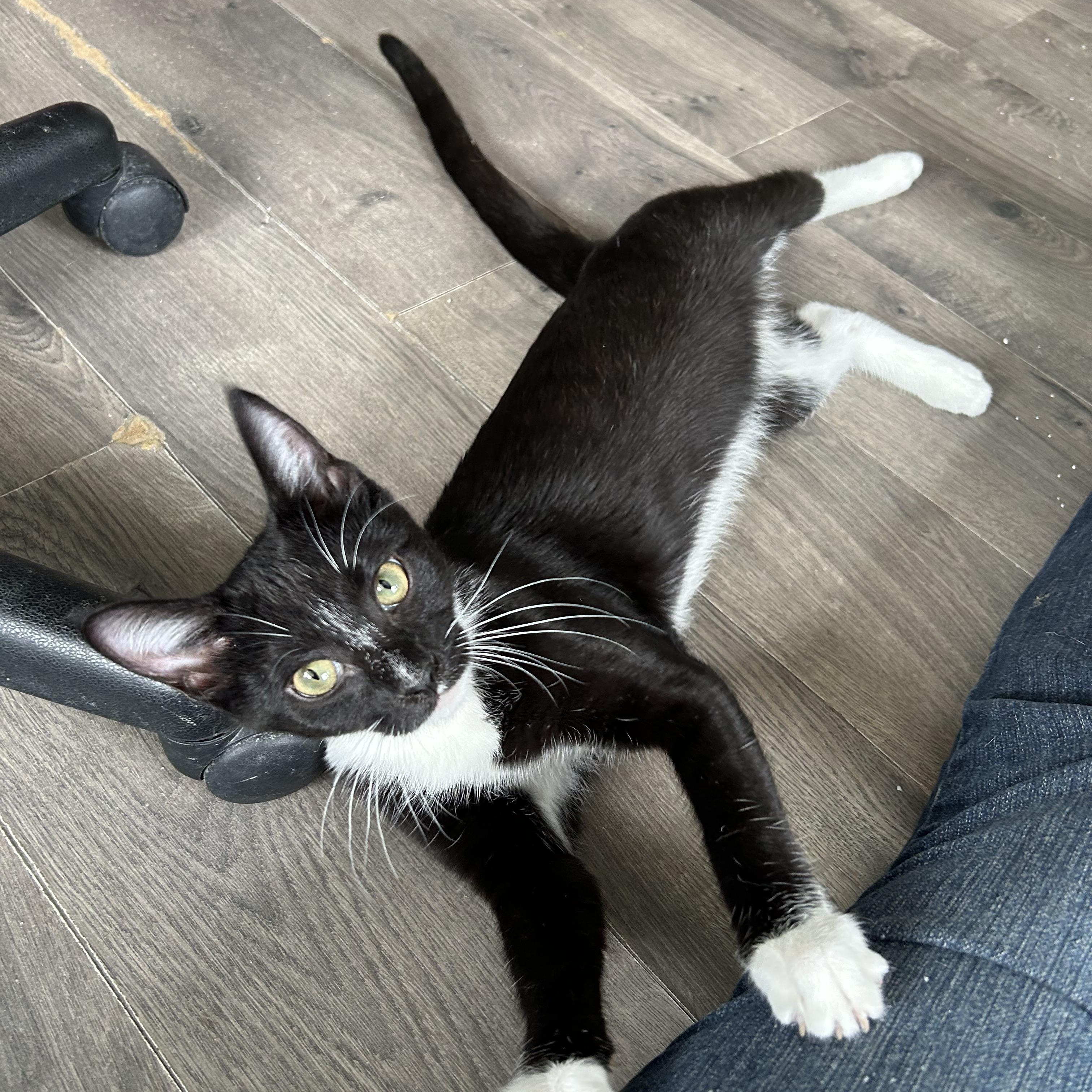 Enlarge Barbra Ann, an adoptable Tuxedo in Mount Rainier, MD image 3/6