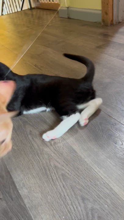 Enlarge Barbra Ann, a Adoptable Tuxedo in Mount Rainier, MD video 4/4