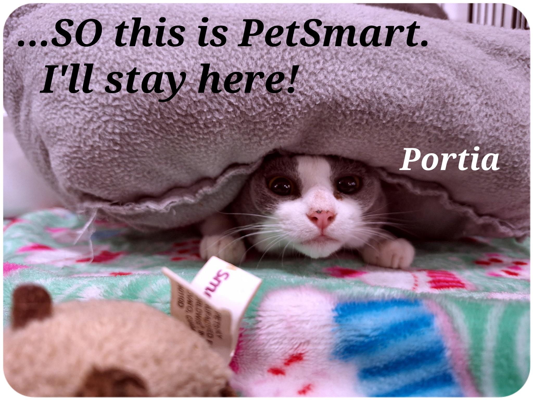 nikki and portia  bonded sisters