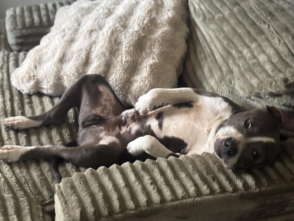 Nightwing, Adoptable, Puppy Male American Staffordshire Terrier & Mixed Breed.