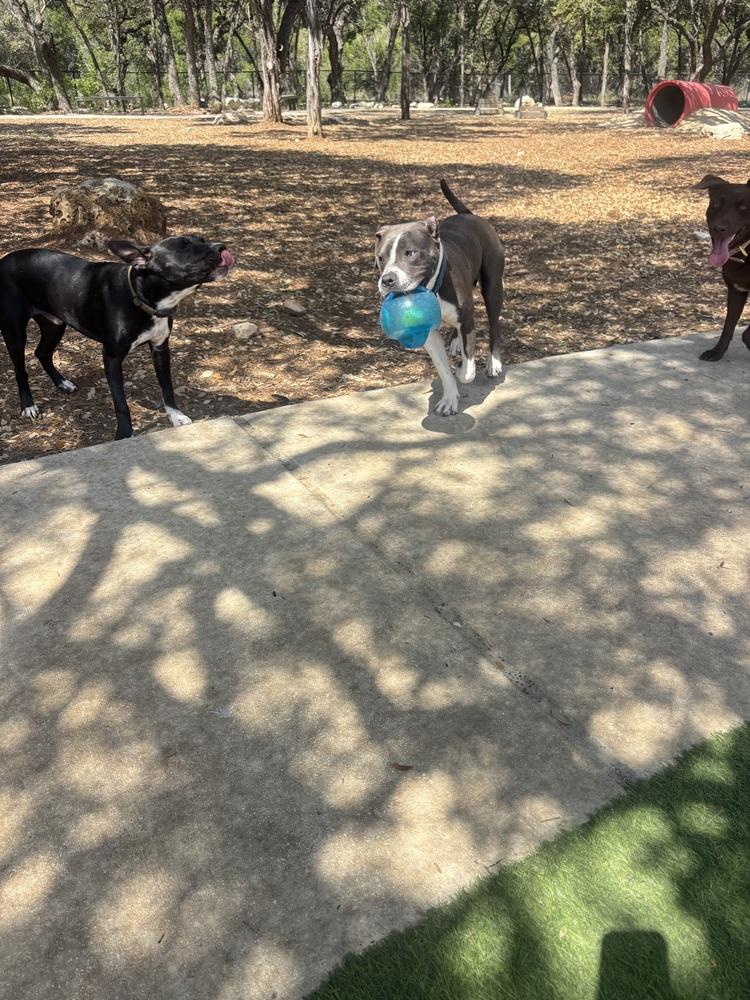 Enlarge Nightwing, a Adoptable mixed breed in Denver, CO image 2/6