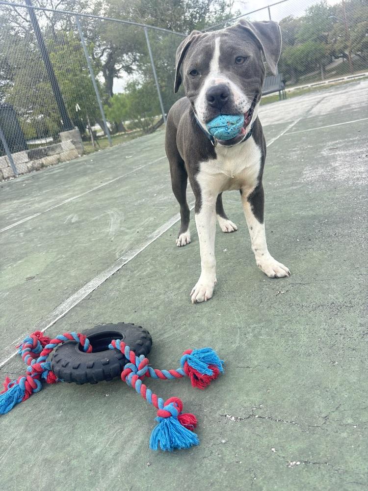 Enlarge Nightwing, a Adoptable mixed breed in Denver, CO image 3/6