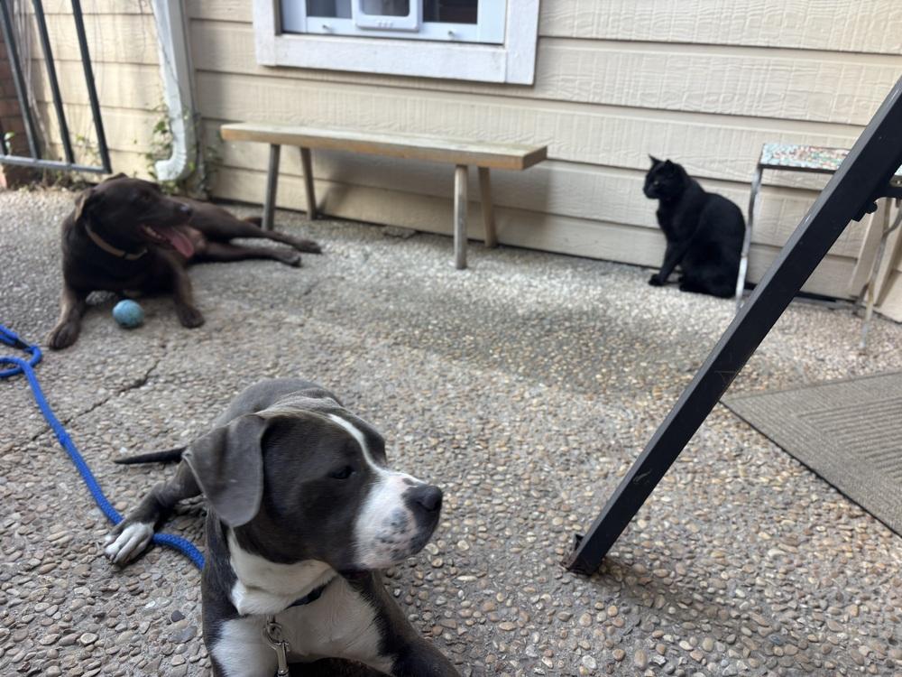 Enlarge Nightwing, a Adoptable mixed breed in Denver, CO image 4/6