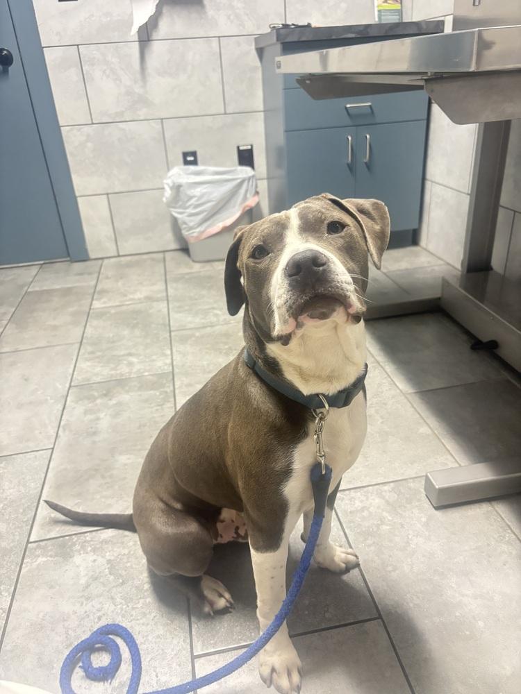 Enlarge Nightwing, a Adoptable mixed breed in Denver, CO image 5/6