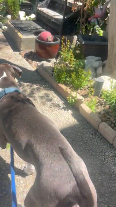 Enlarge Nightwing, a Adoptable mixed breed in Denver, CO video 6/6