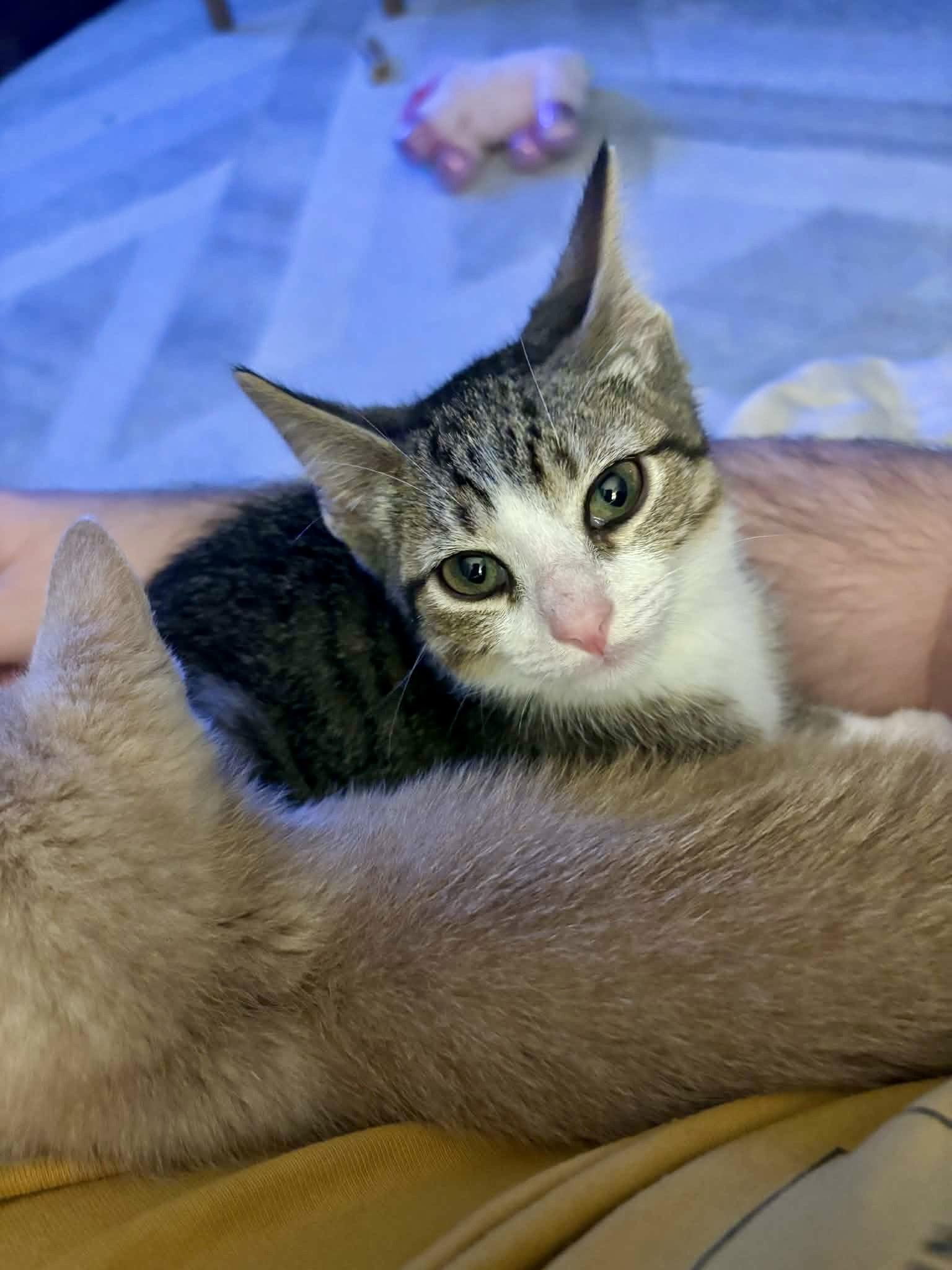 Enlarge Tito, a ADOPTABLE Domestic Short Hair in Elkland, PA image 3/3