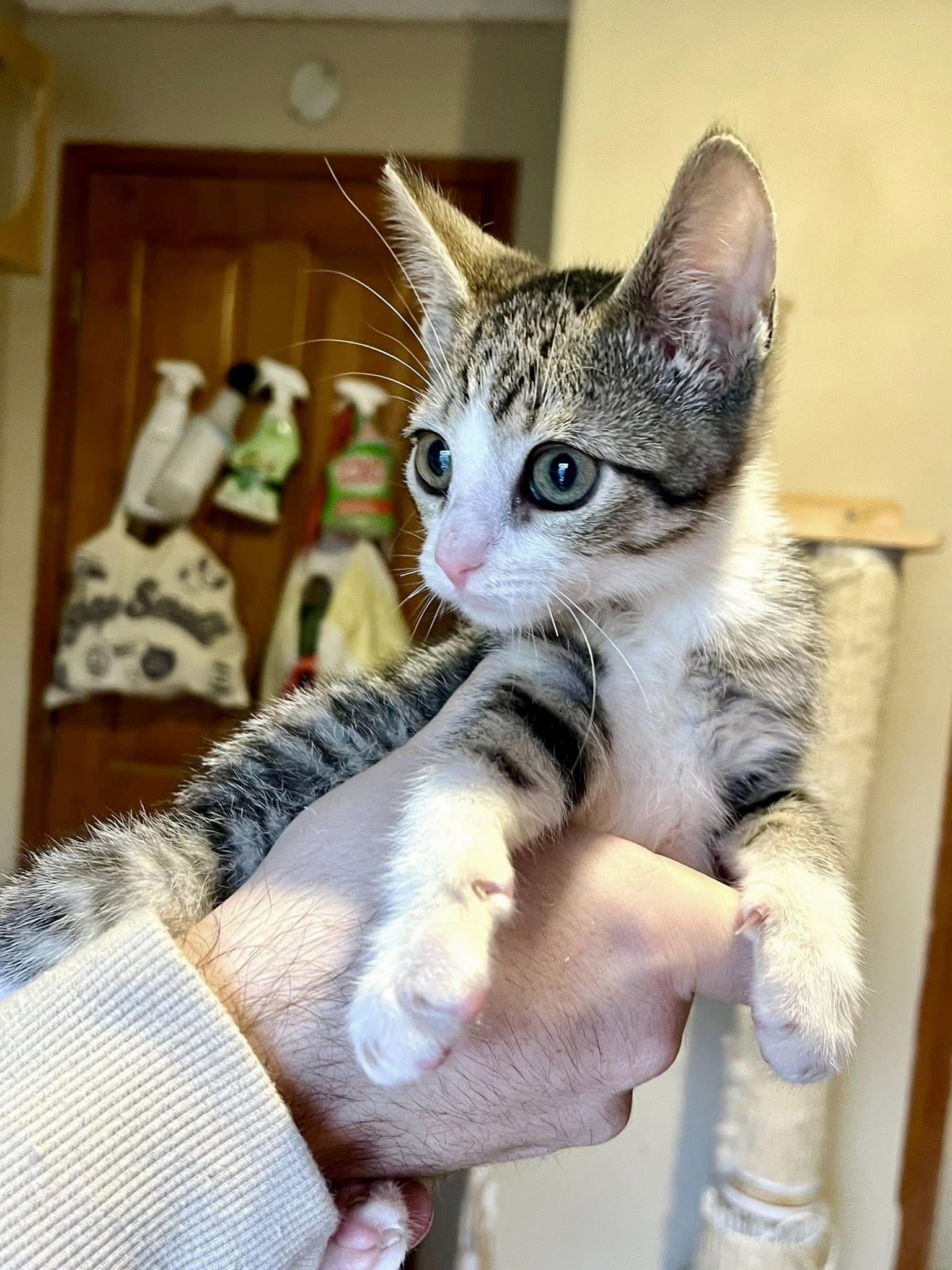 Tito, ADOPTABLE, Young Male Domestic Short Hair.