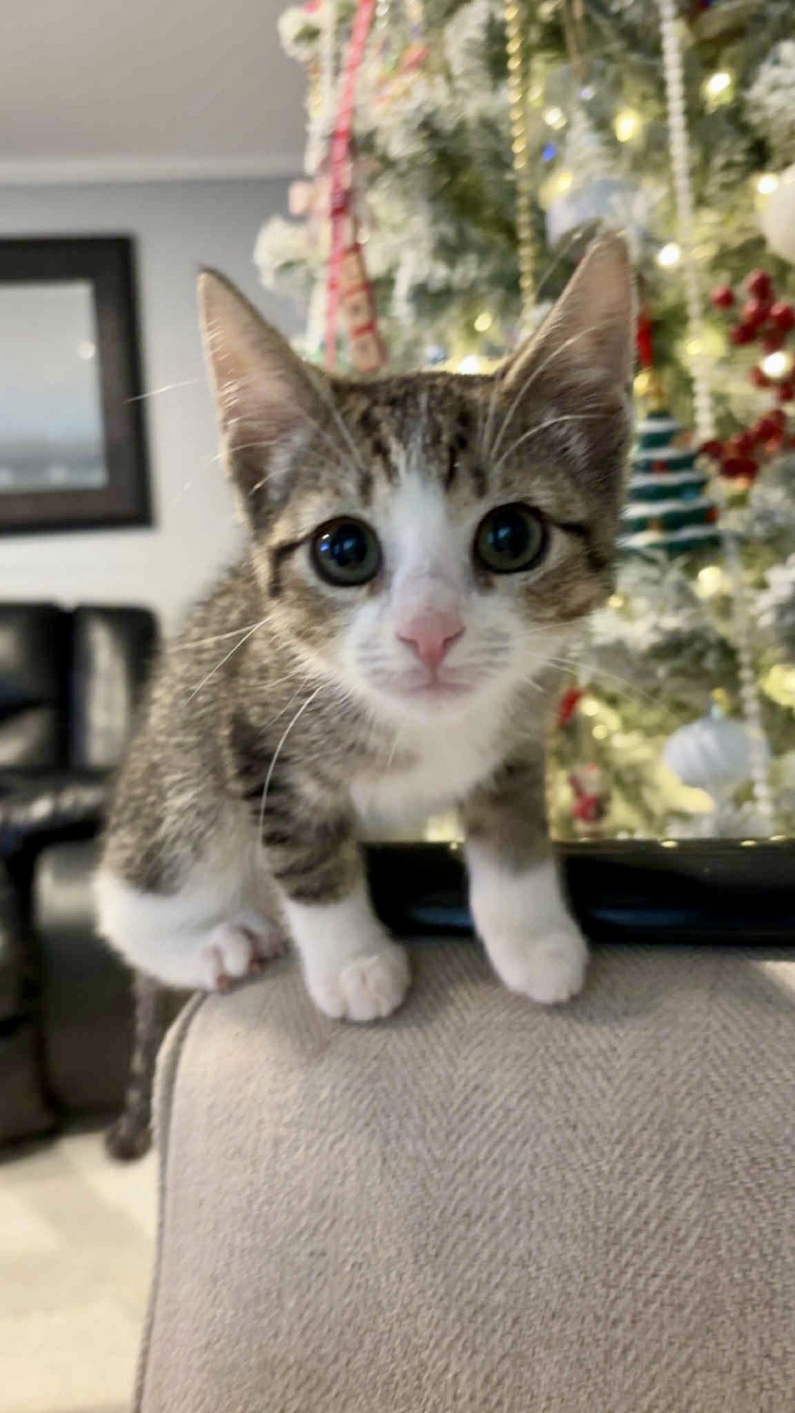 Enlarge Tito, a ADOPTABLE Domestic Short Hair in Elkland, PA image 2/3