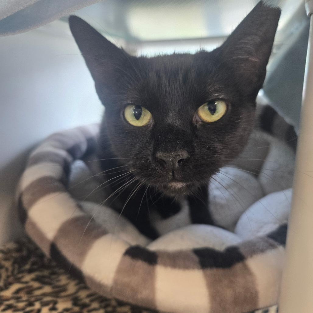 Enlarge Baby, a Adoptable Domestic Short Hair in Saint Cloud, MN image 1/1