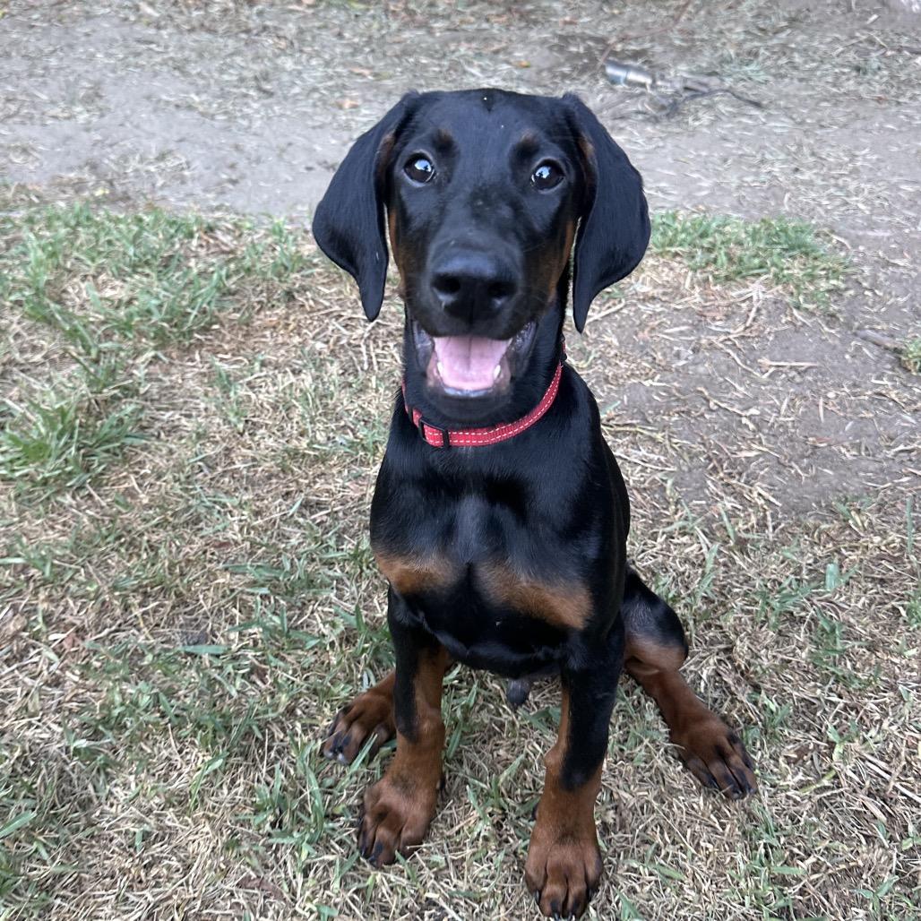 Enlarge Dean, a Adoptable Doberman Pinscher in Studio City, CA image 1/6