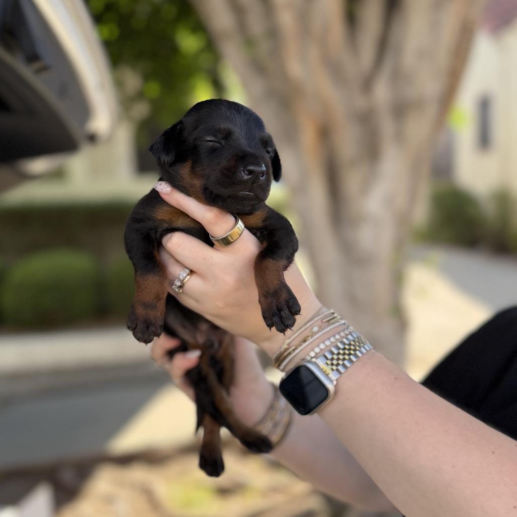 Dean, Adoptable, Puppy Male Doberman Pinscher.