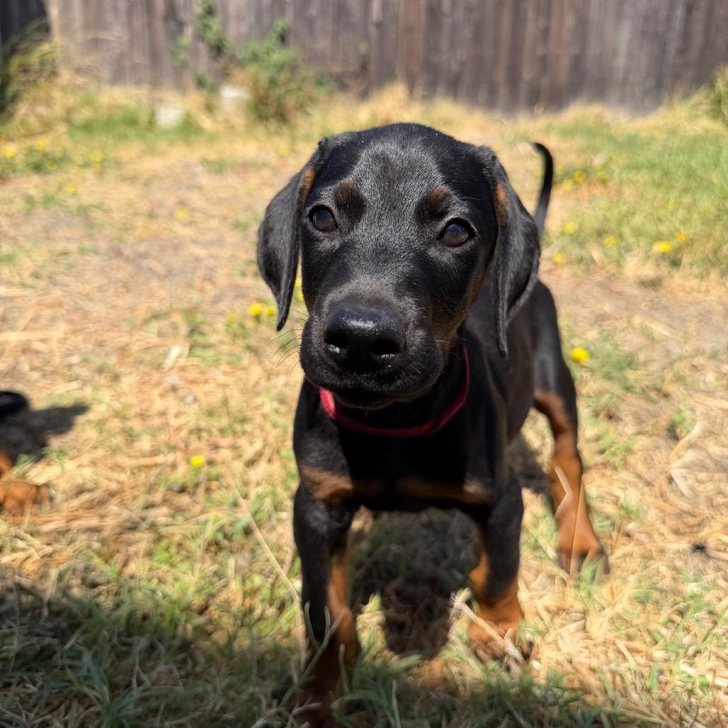Dean, a Adoptable Doberman Pinscher in Studio City, CA image 2/3
