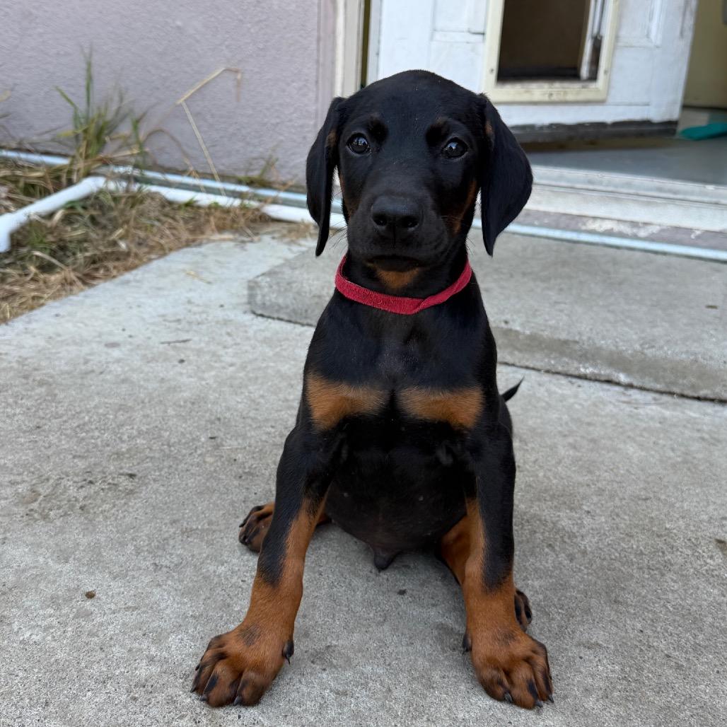 Dean, a Adoptable Doberman Pinscher in Studio City, CA image 3/3