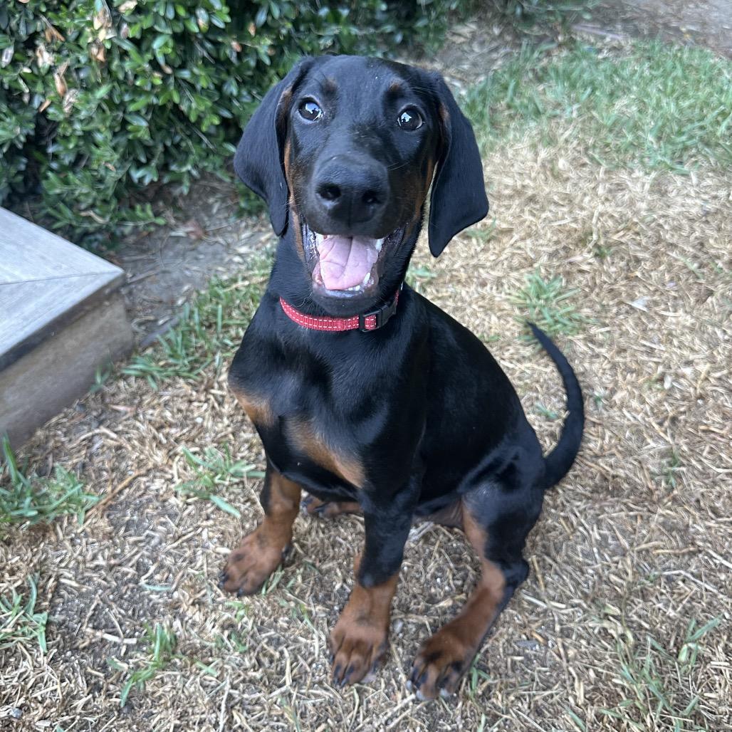 Enlarge Dean, a Adoptable Doberman Pinscher in Studio City, CA image 5/6