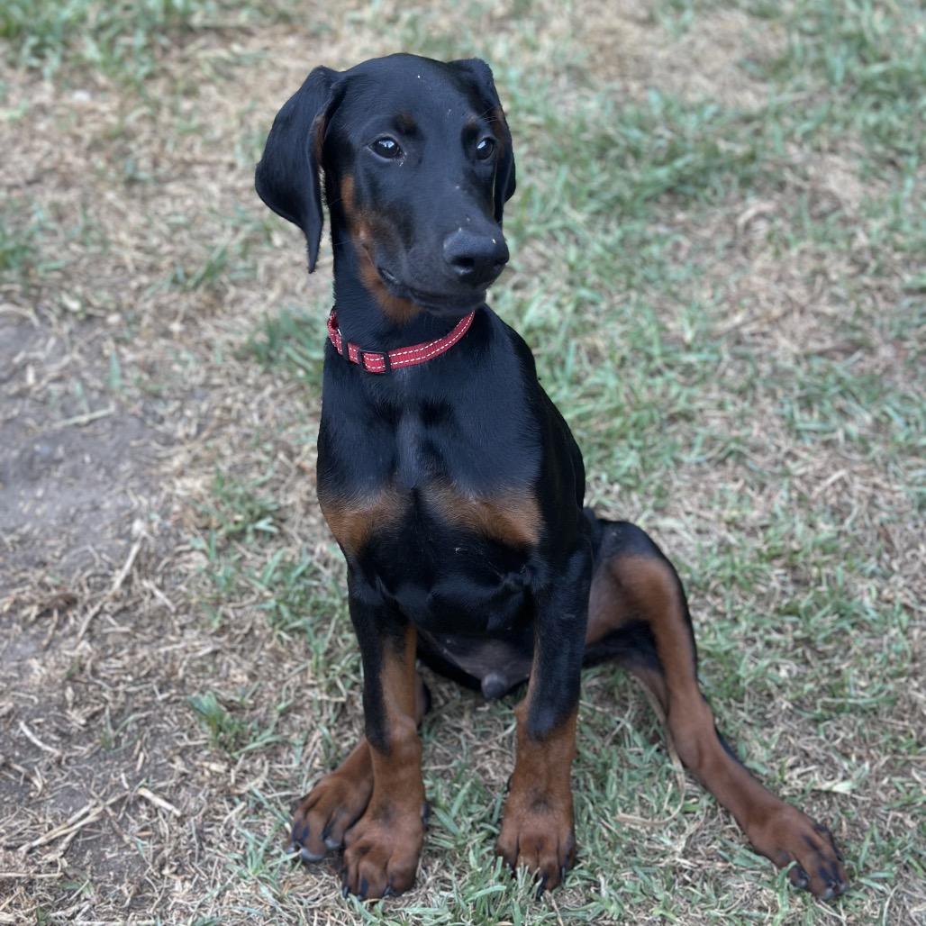 Enlarge Dean, a Adoptable Doberman Pinscher in Studio City, CA image 6/6