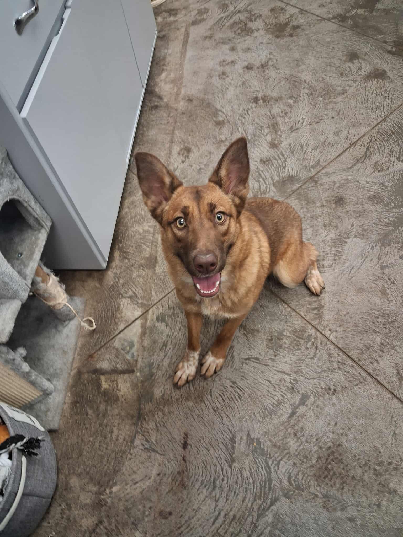 Chief, an adoptable Cattle Dog in Roosevelt, UT, 84066 | Photo Image 1