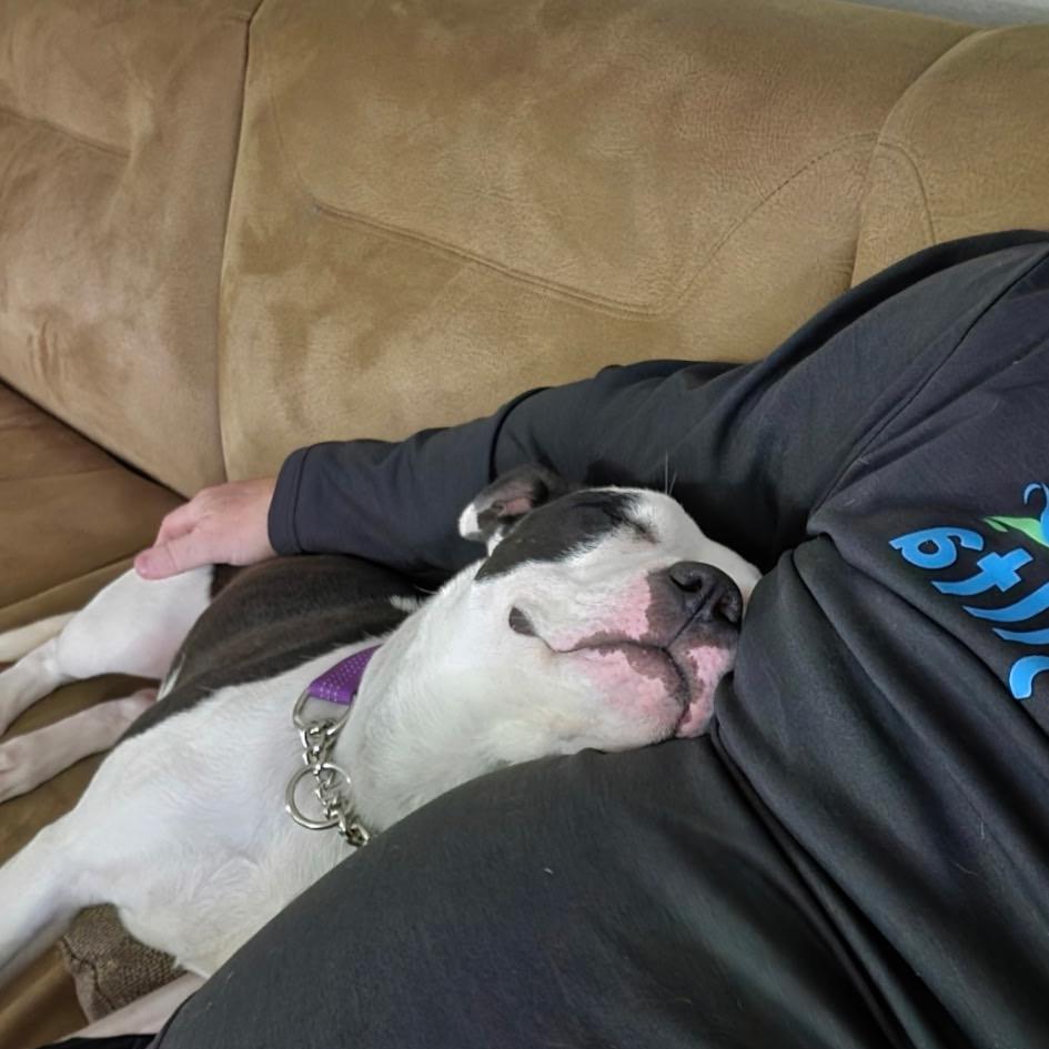 Hannah (Fontina), Adoptable, Young Female Pit Bull Terrier.