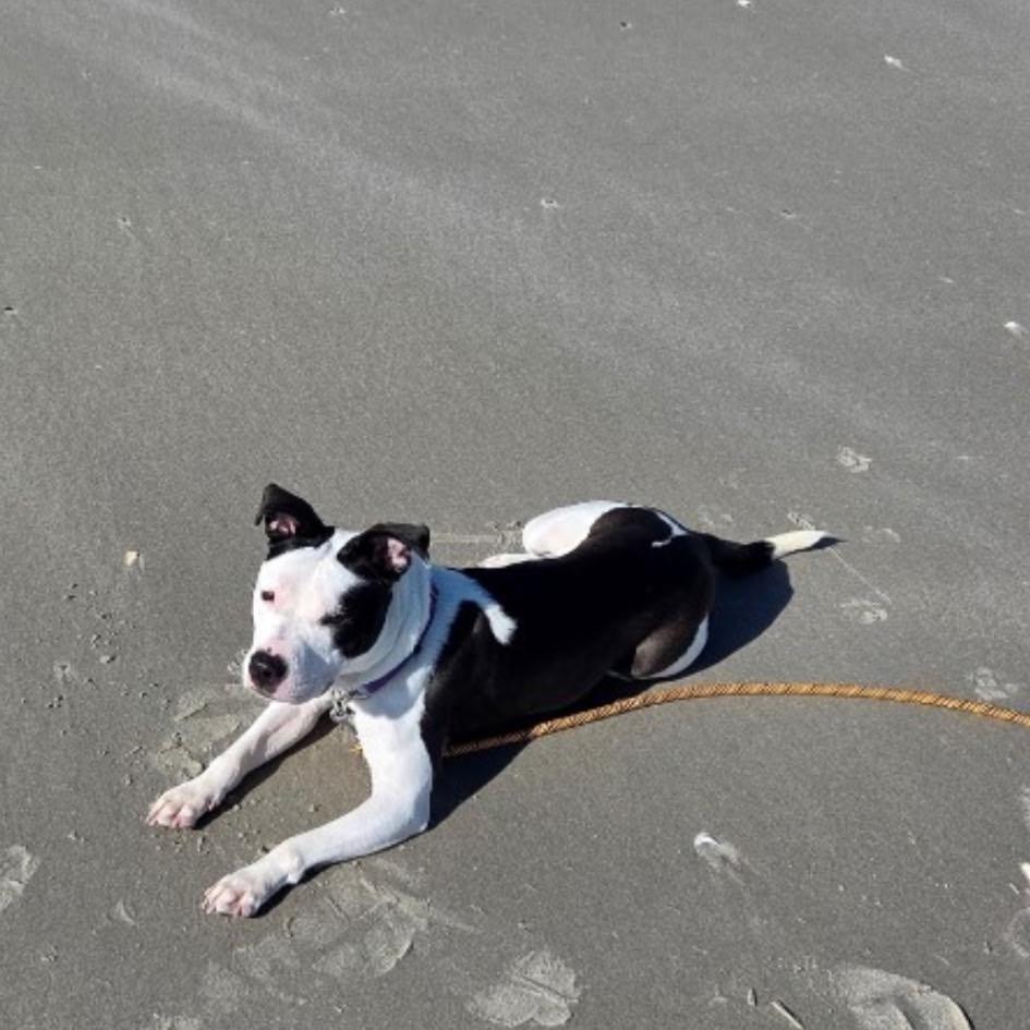 Enlarge Hannah (Fontina), a Adoptable Pit Bull Terrier in Reisterstown, MD image 2/6