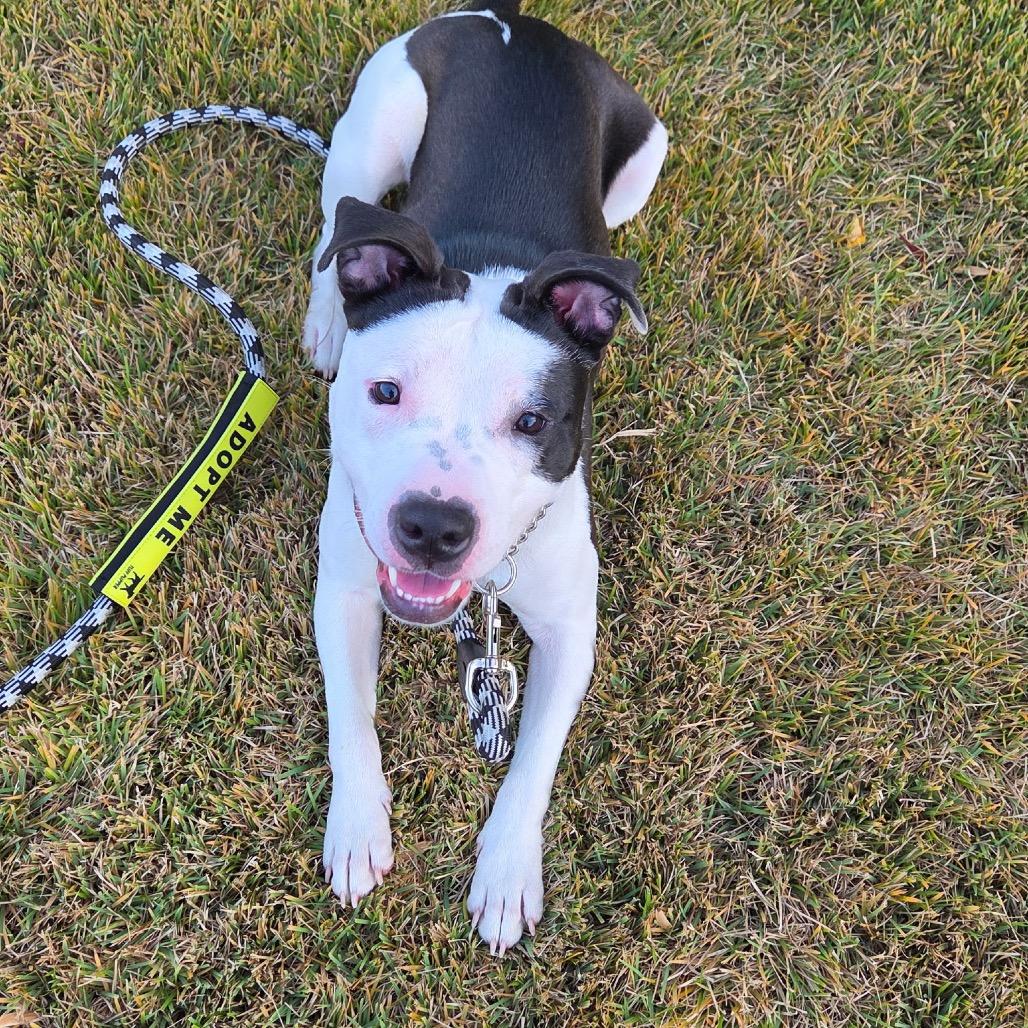 Enlarge Hannah (Fontina), a Adoptable Pit Bull Terrier in Reisterstown, MD image 3/6