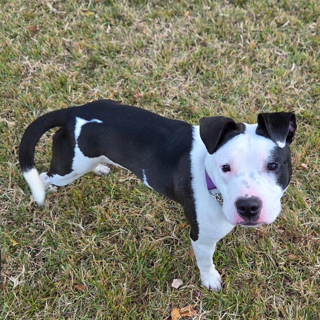 Enlarge Hannah (Fontina), a Adoptable Pit Bull Terrier in Reisterstown, MD image 4/6