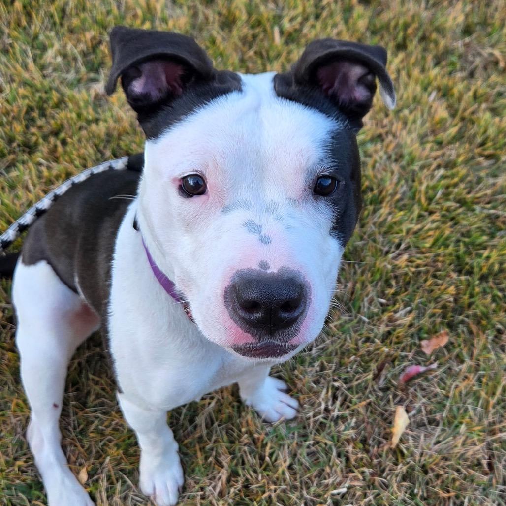 Enlarge Hannah (Fontina), a Adoptable Pit Bull Terrier in Reisterstown, MD image 5/6