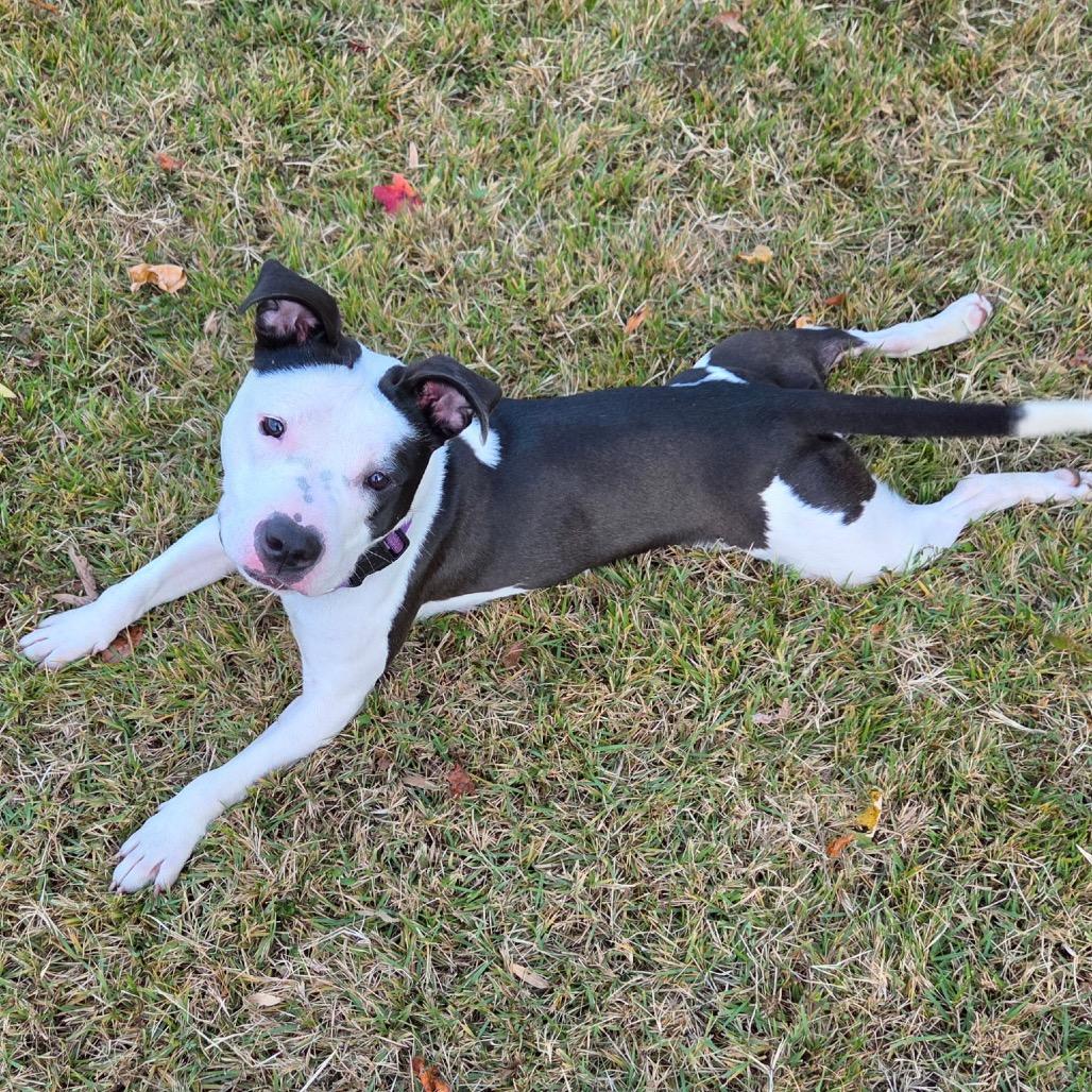 Enlarge Hannah (Fontina), a Adoptable Pit Bull Terrier in Reisterstown, MD image 6/6
